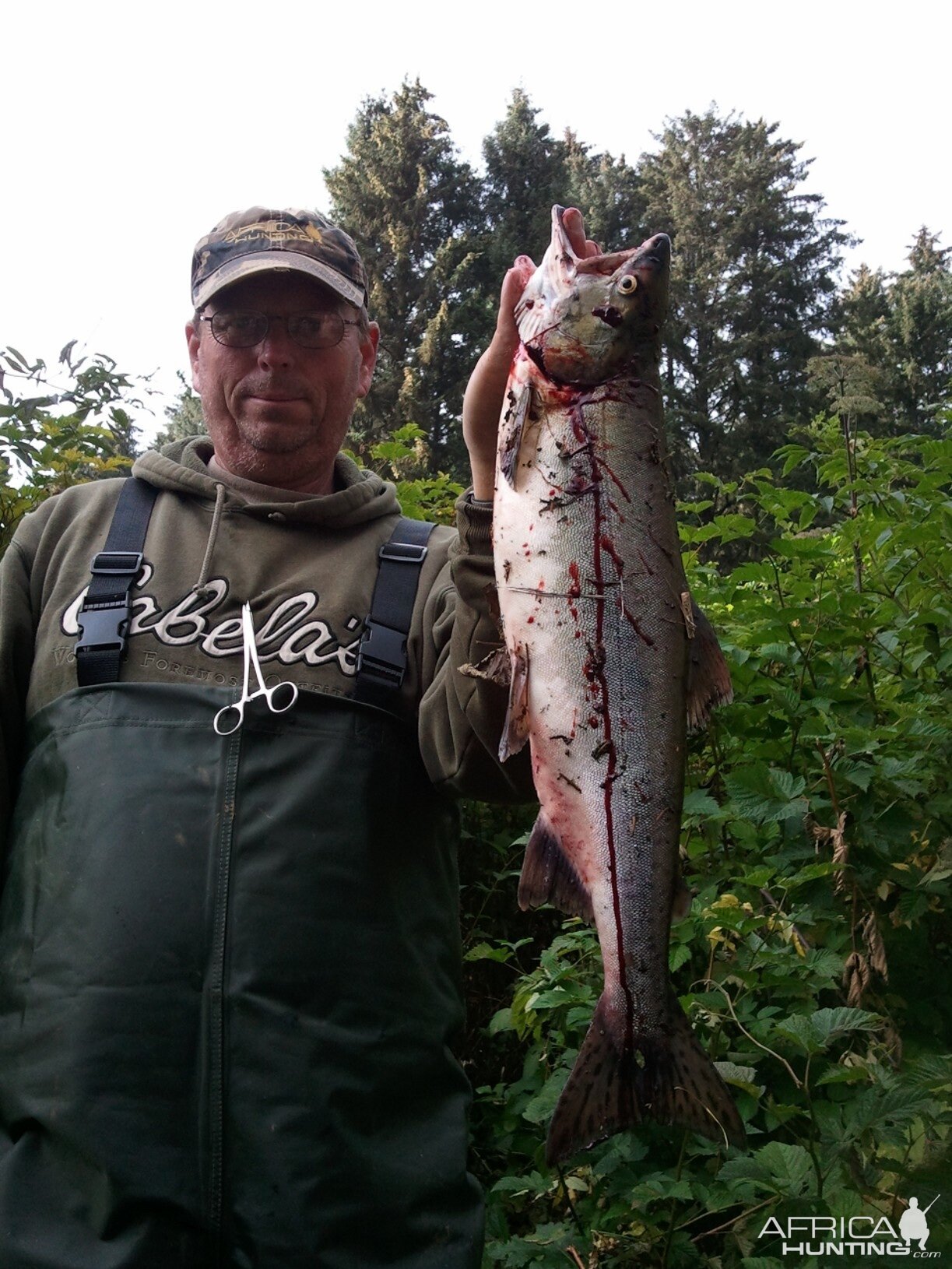 Alaskan pink salmon