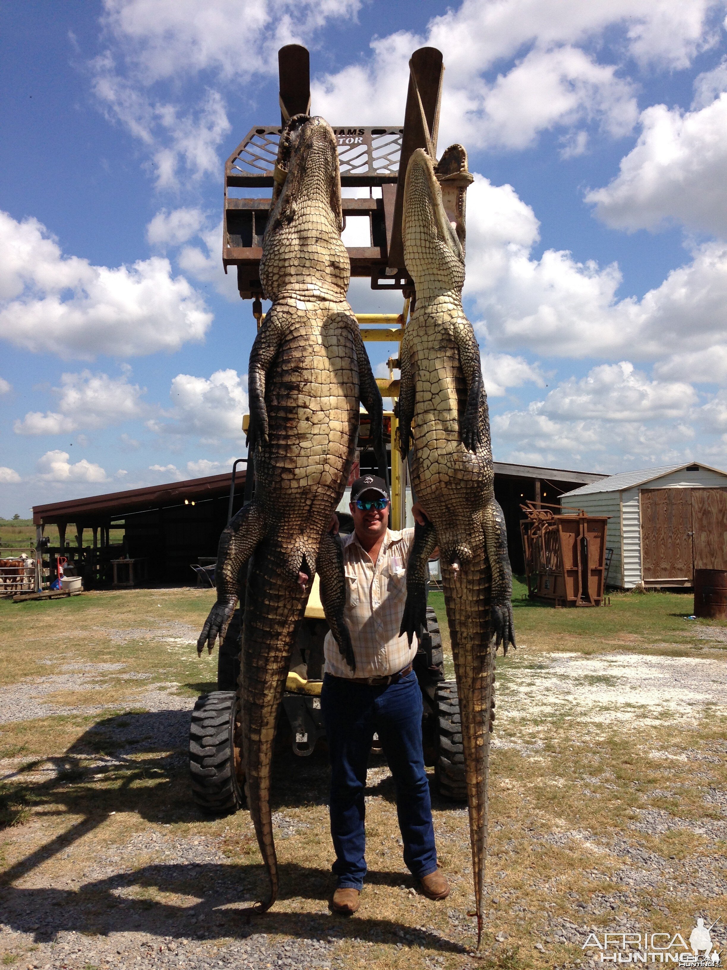 Alligator Hunt Louisiana