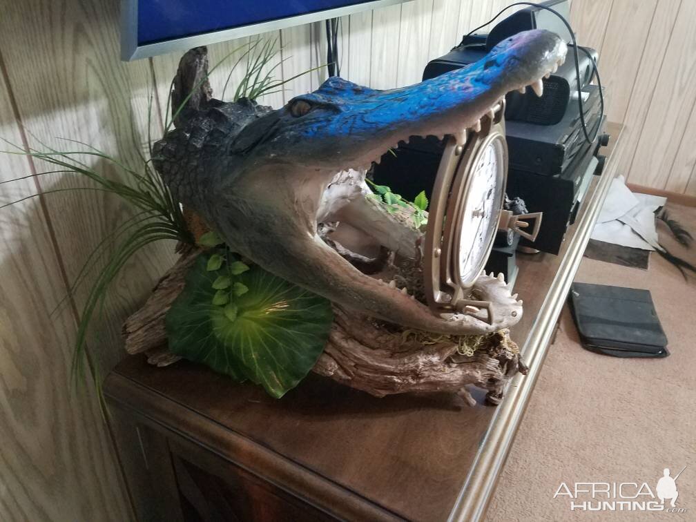 Alligator Taxidermy with clock