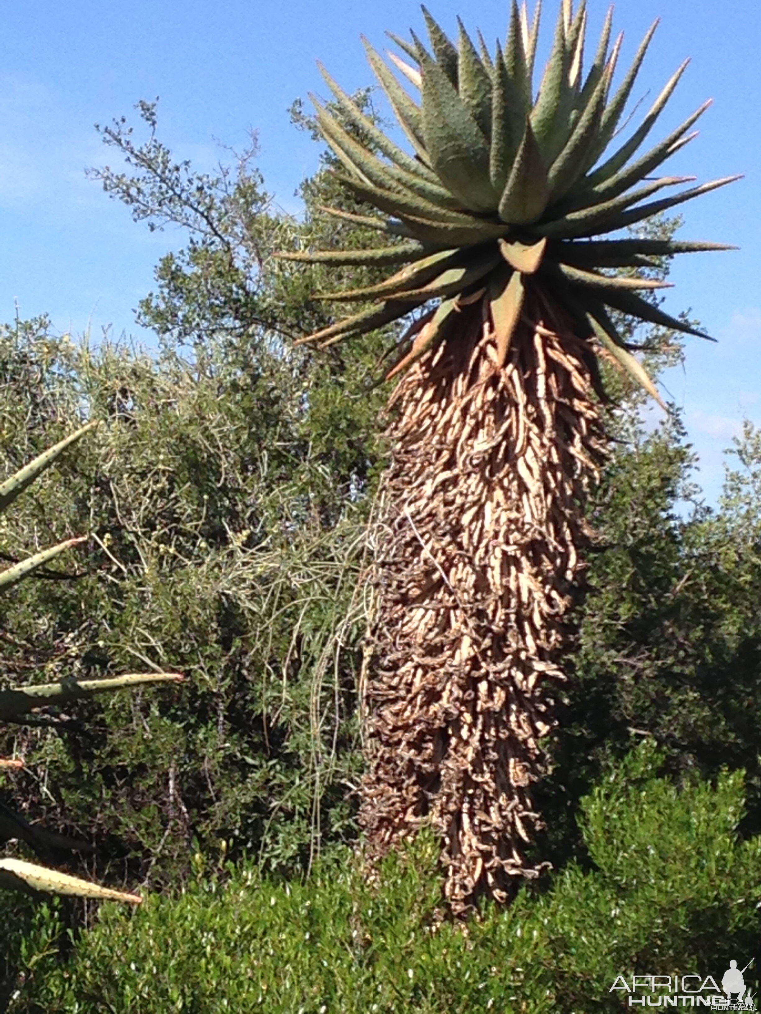 Aloe plants were a common sight