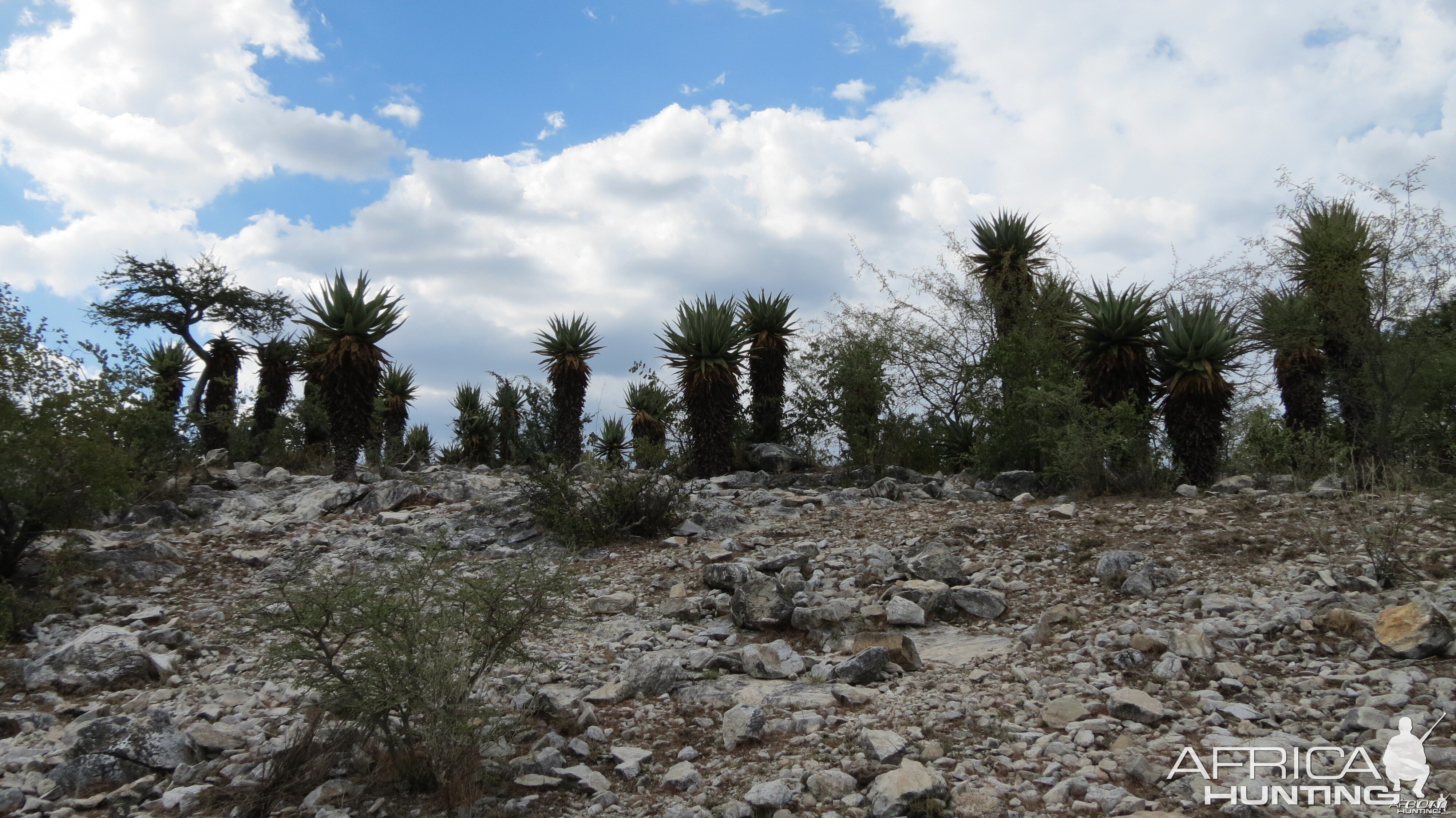 Aloes Namibia