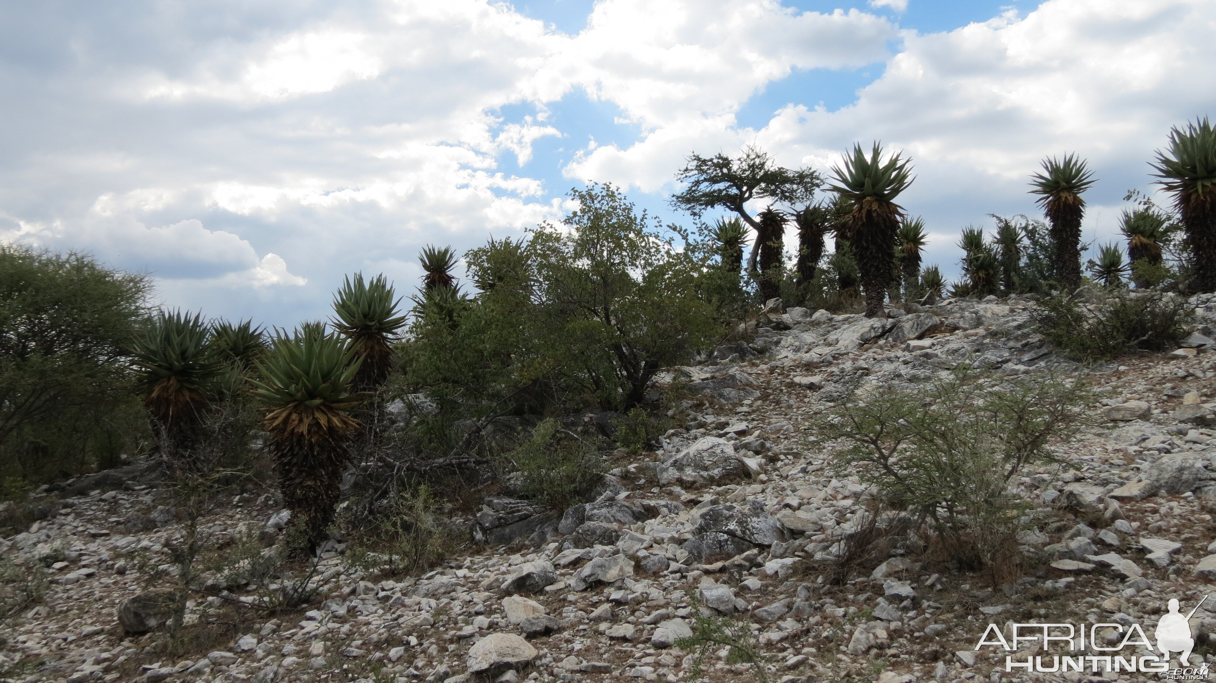 Aloes Namibia