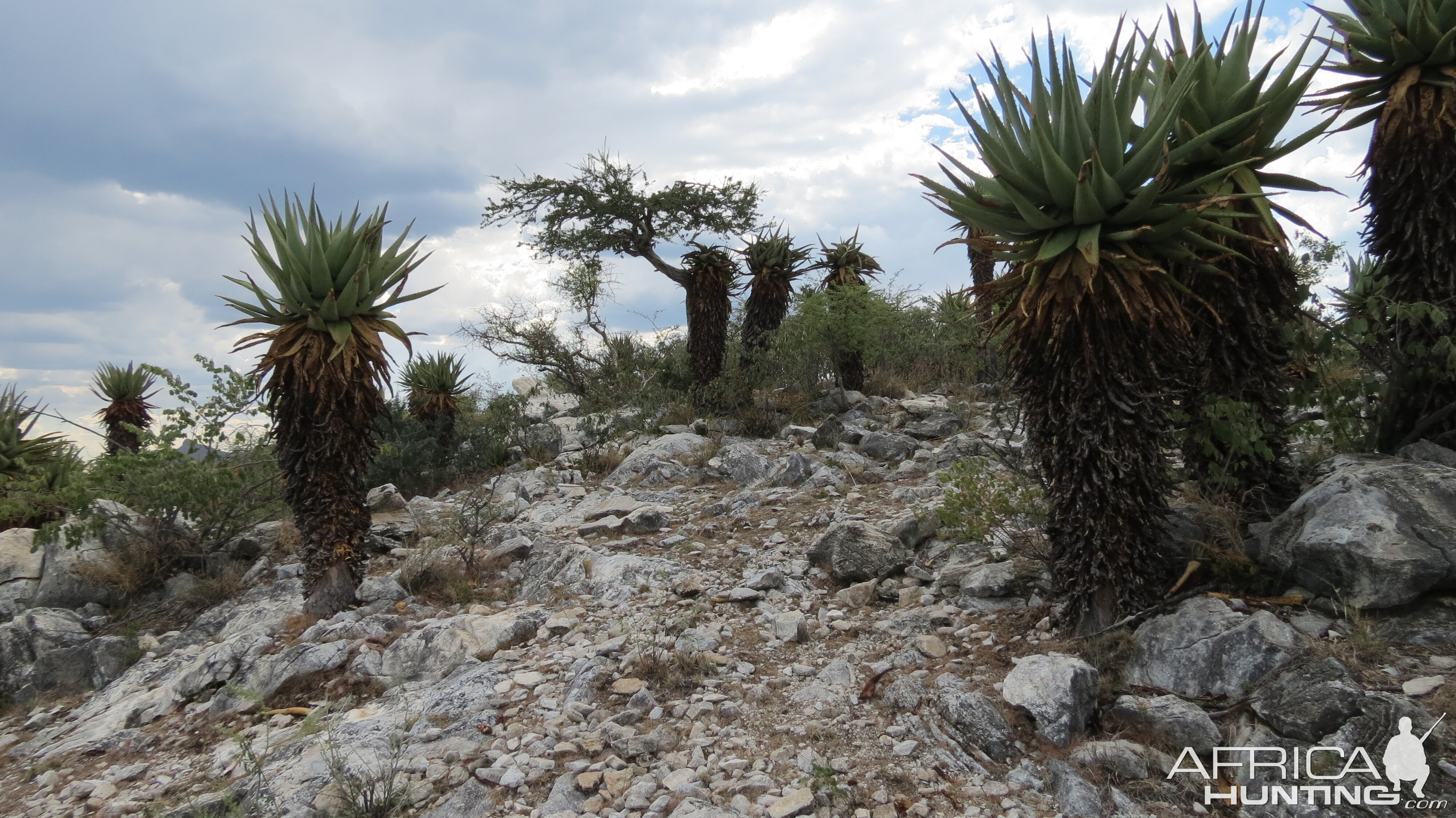 Aloes Namibia