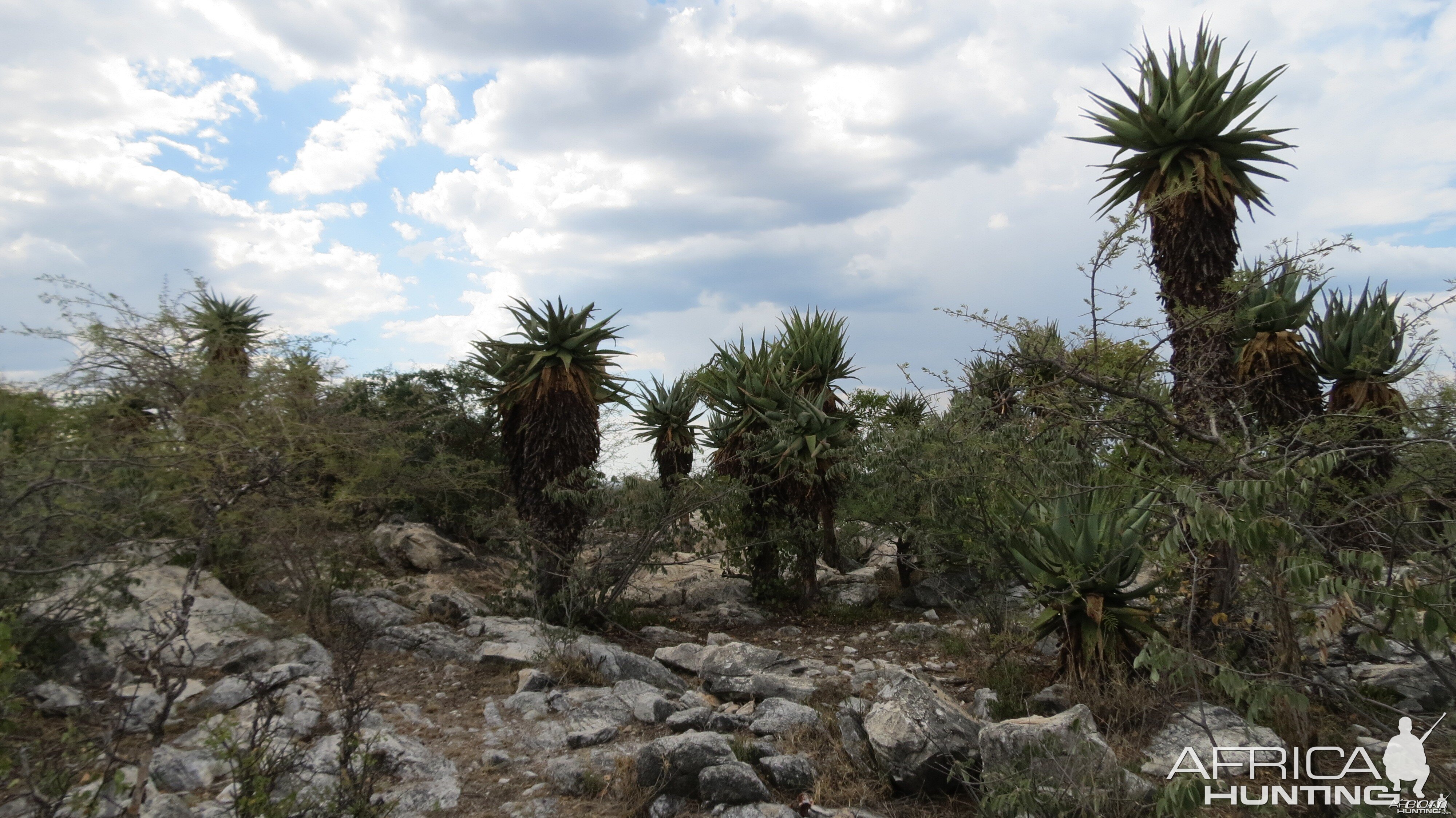 Aloes Namibia