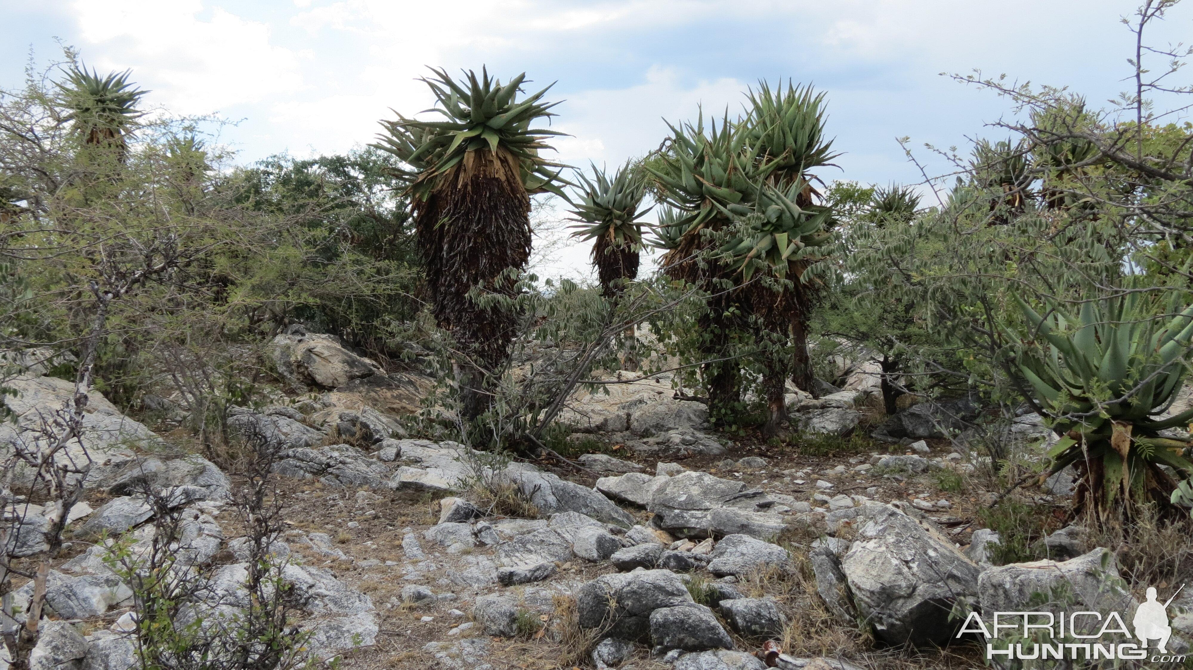 Aloes Namibia