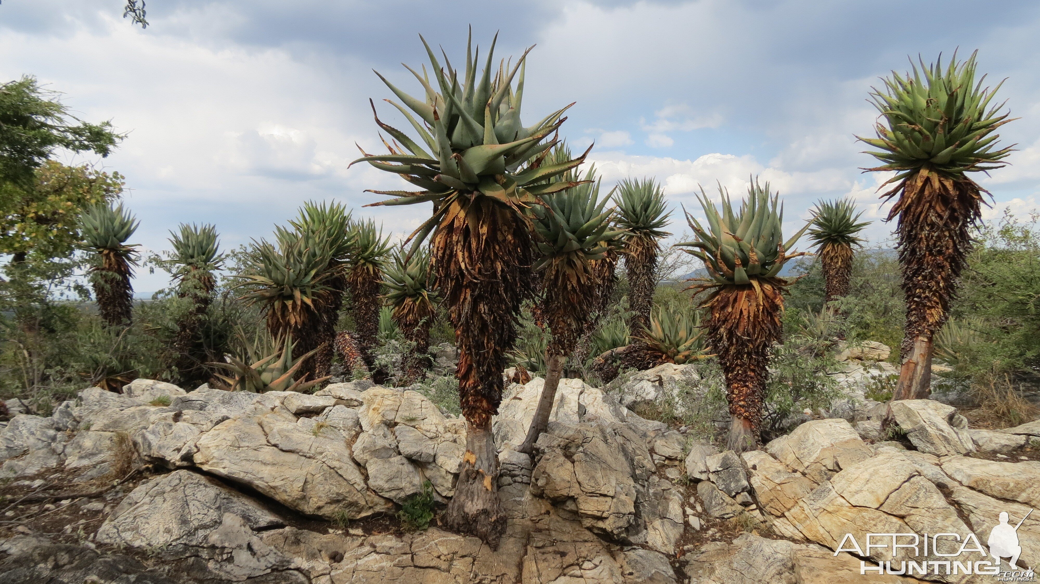 Aloes Namibia