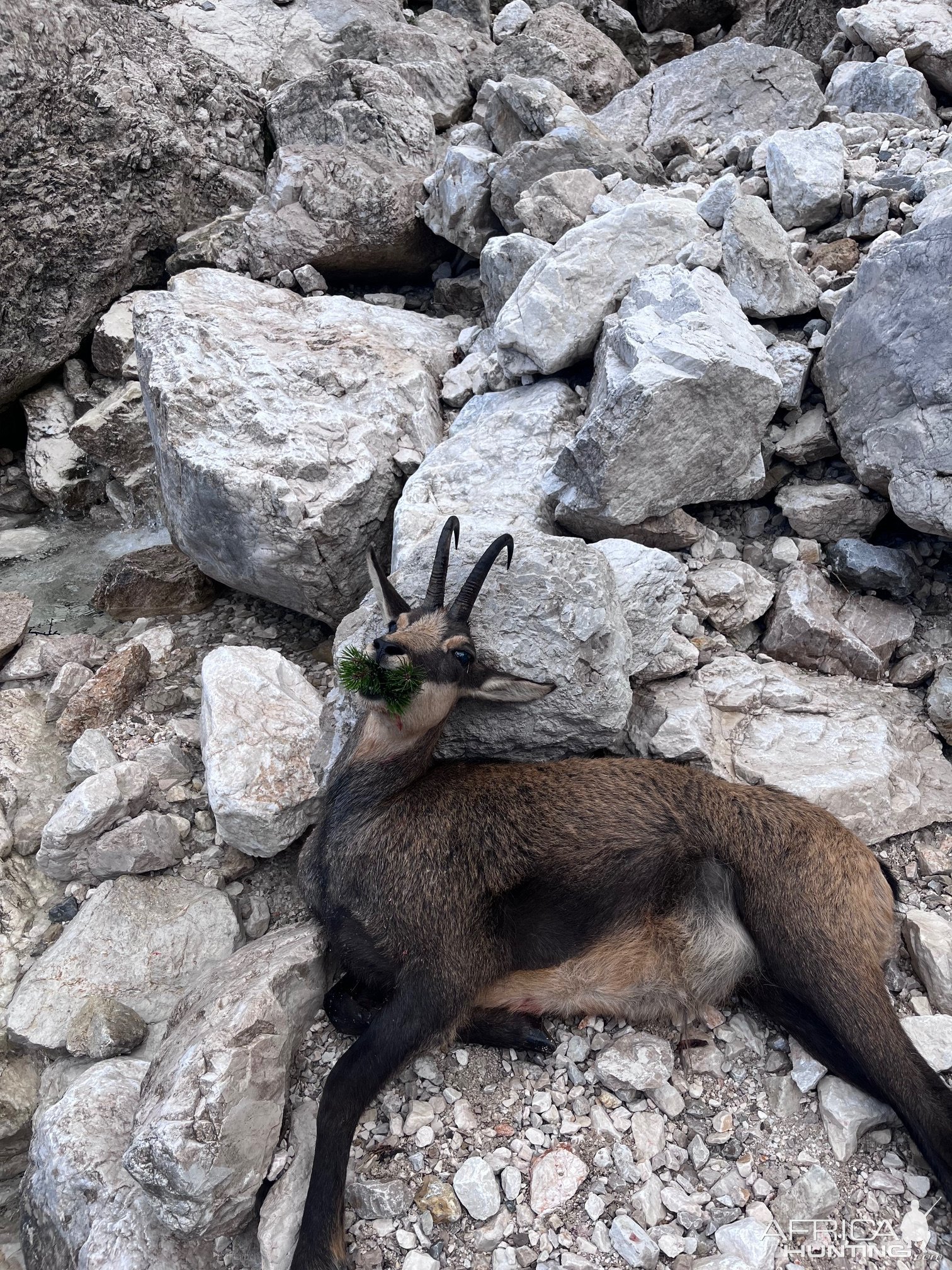 Alpine Chamois Hunt Slovenia