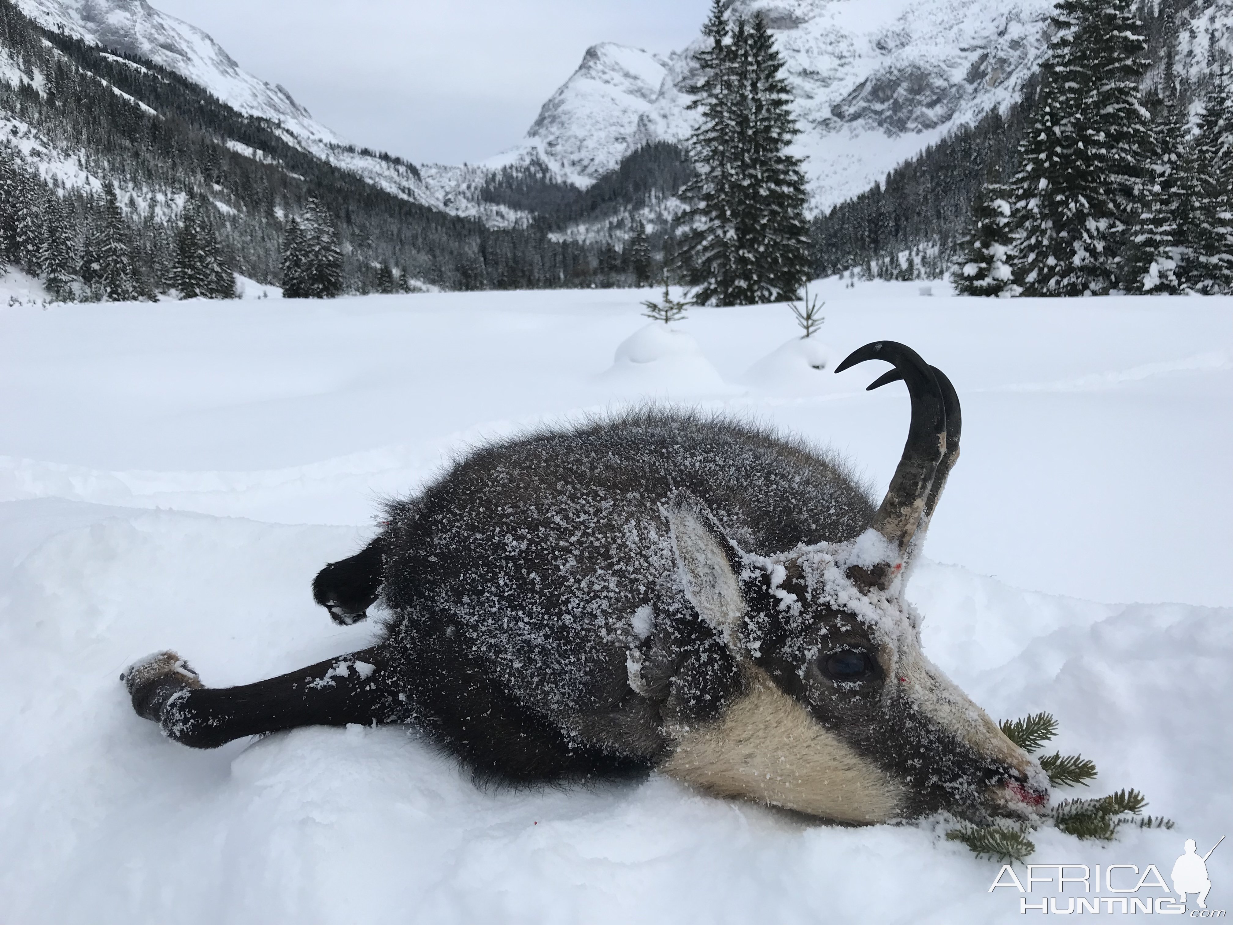 Alpine Chamois Hunting