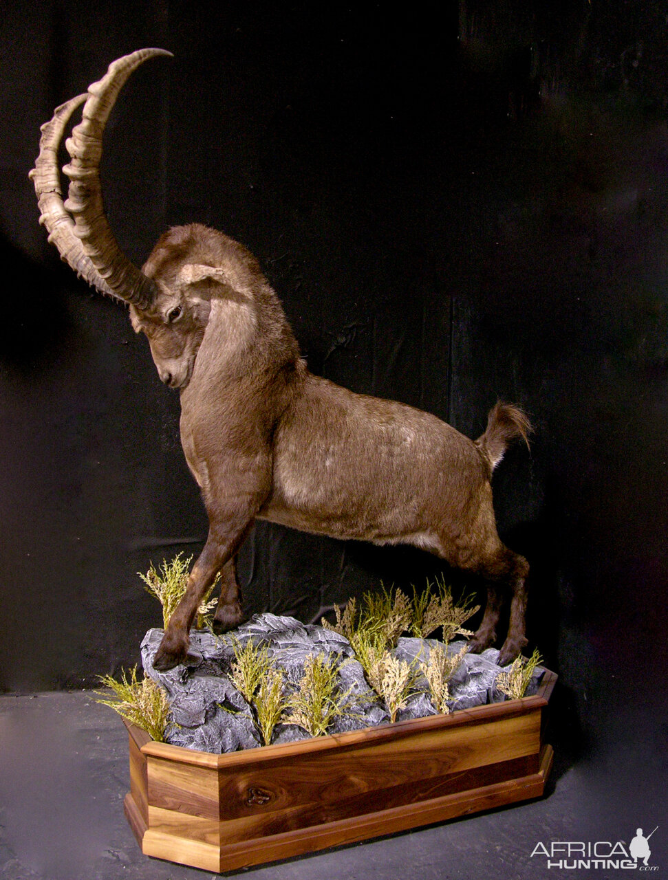 Alpine Ibex Full Mount Taxidermy