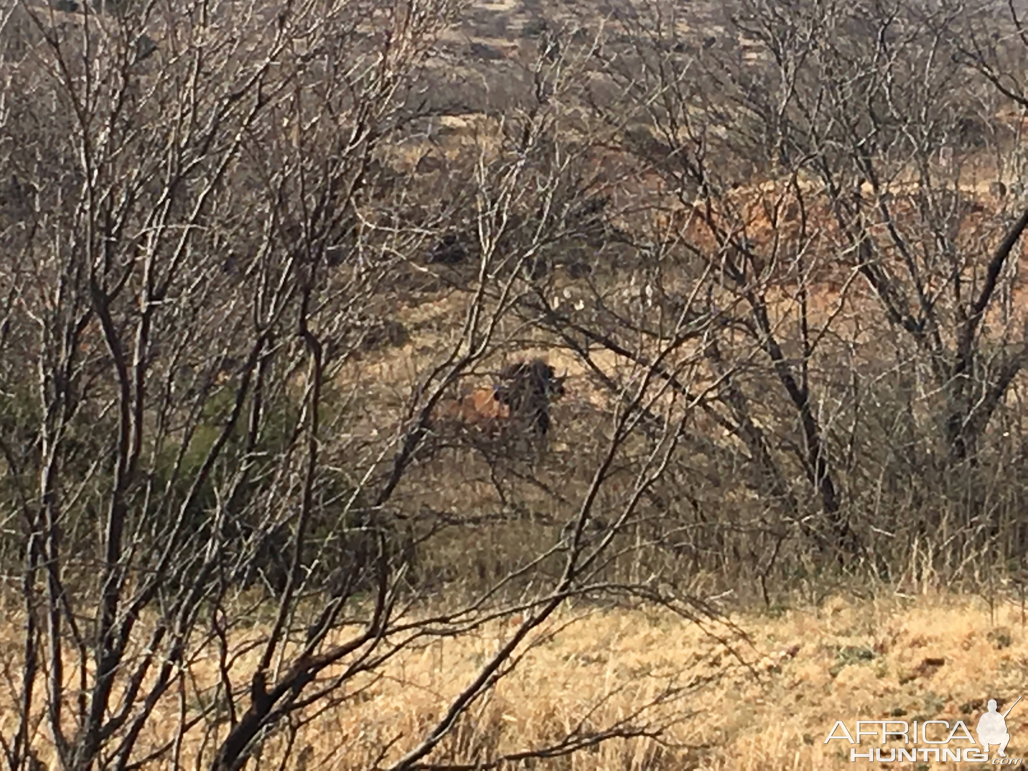 American Bison in Texas USA