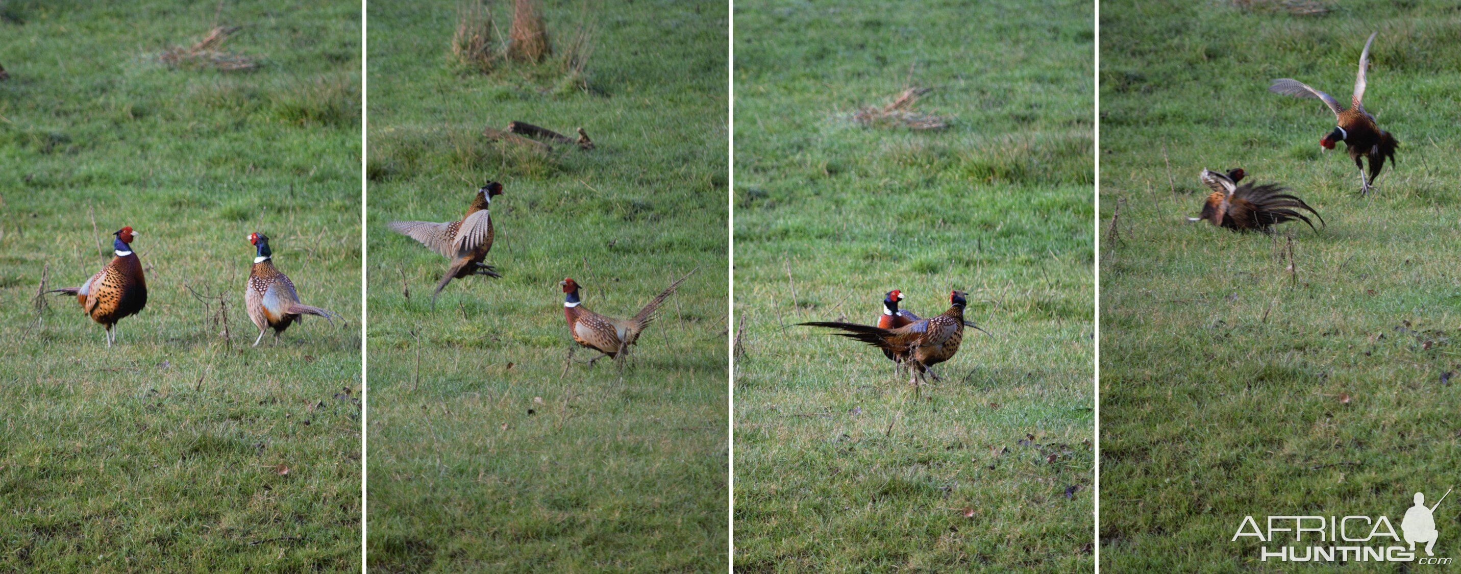 Ample Hunting, NZ