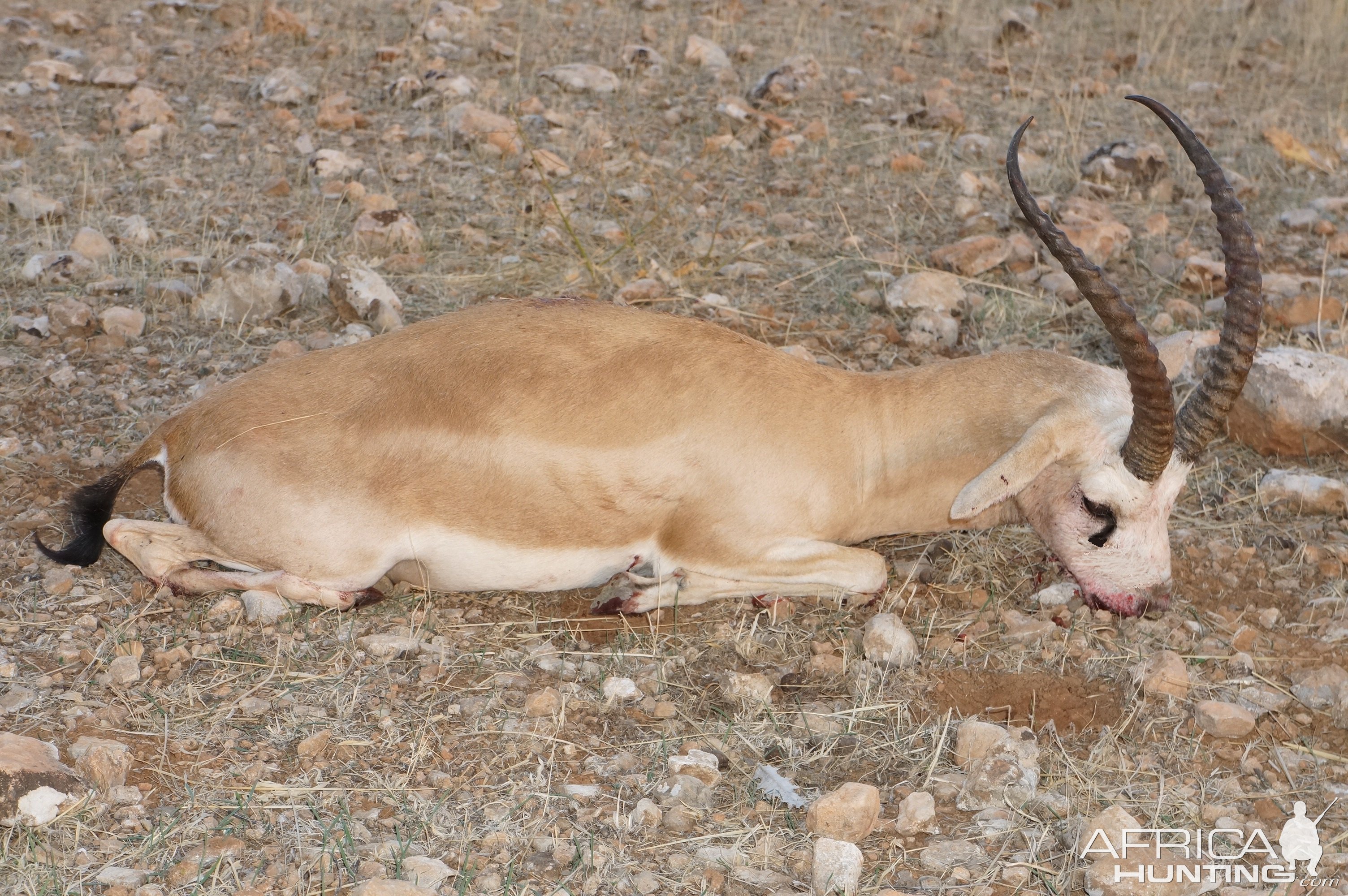 Anatolian Gazelle