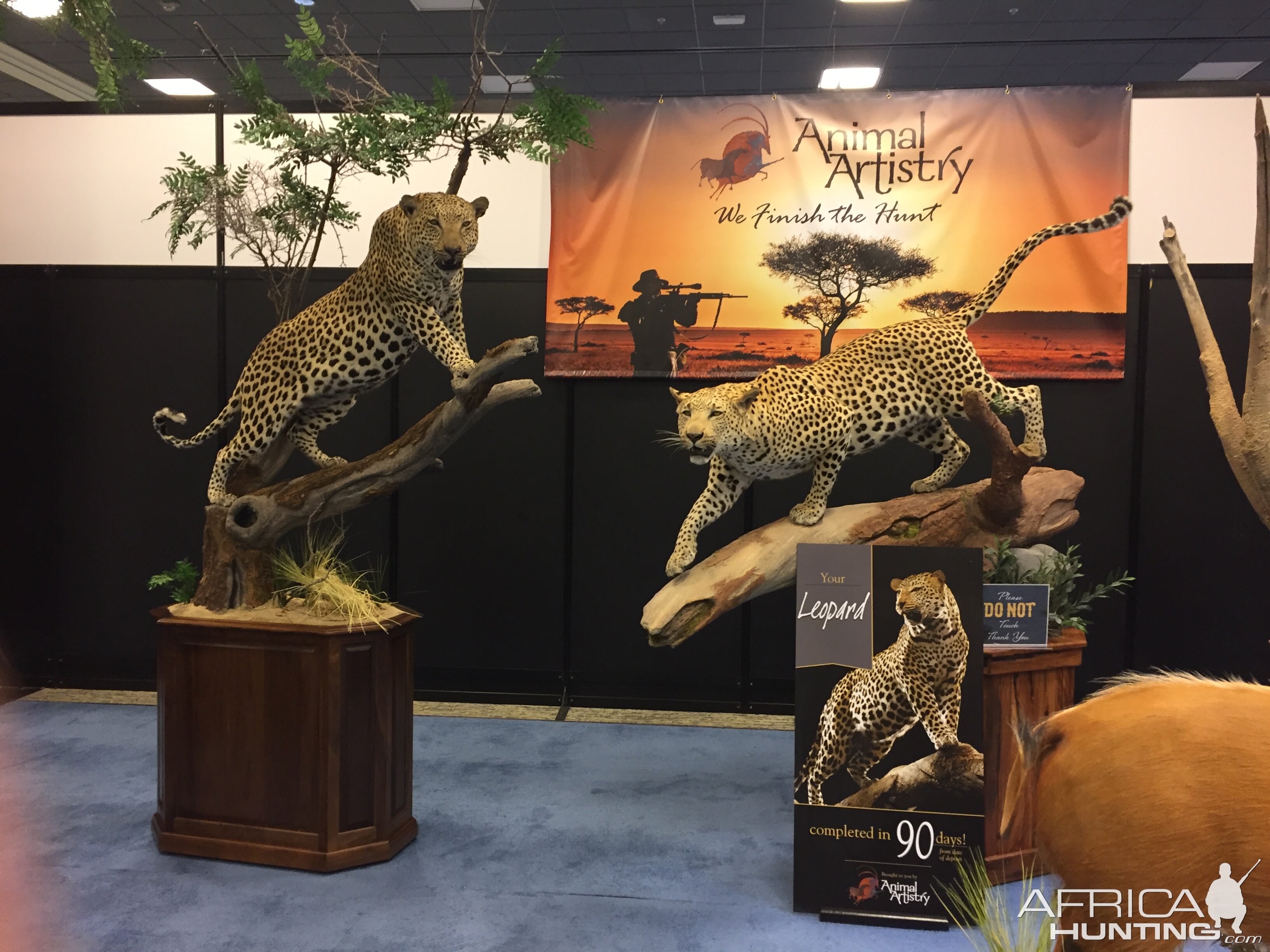 safari club exhibits