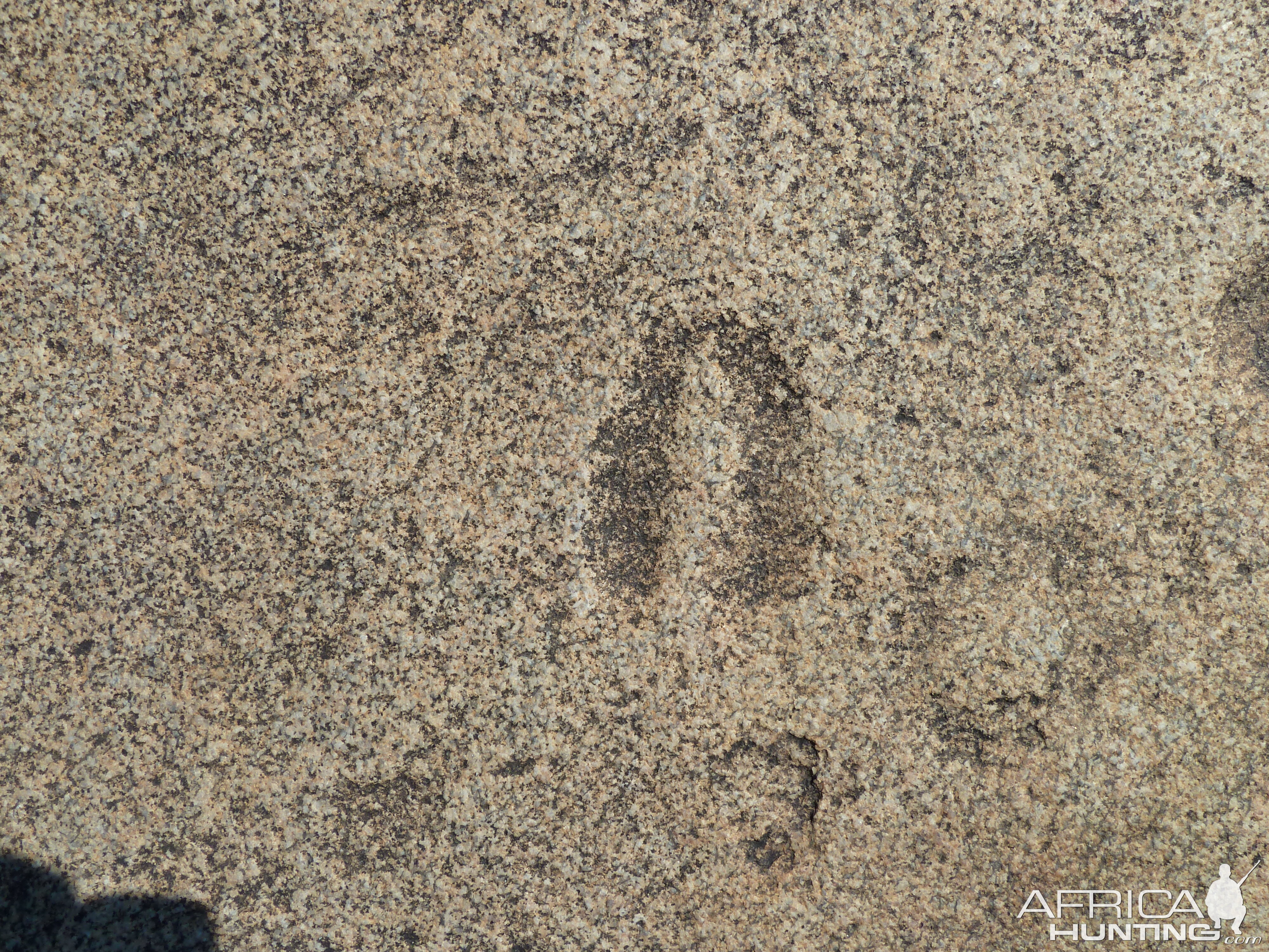 Animal tracks in the rock in Namibia