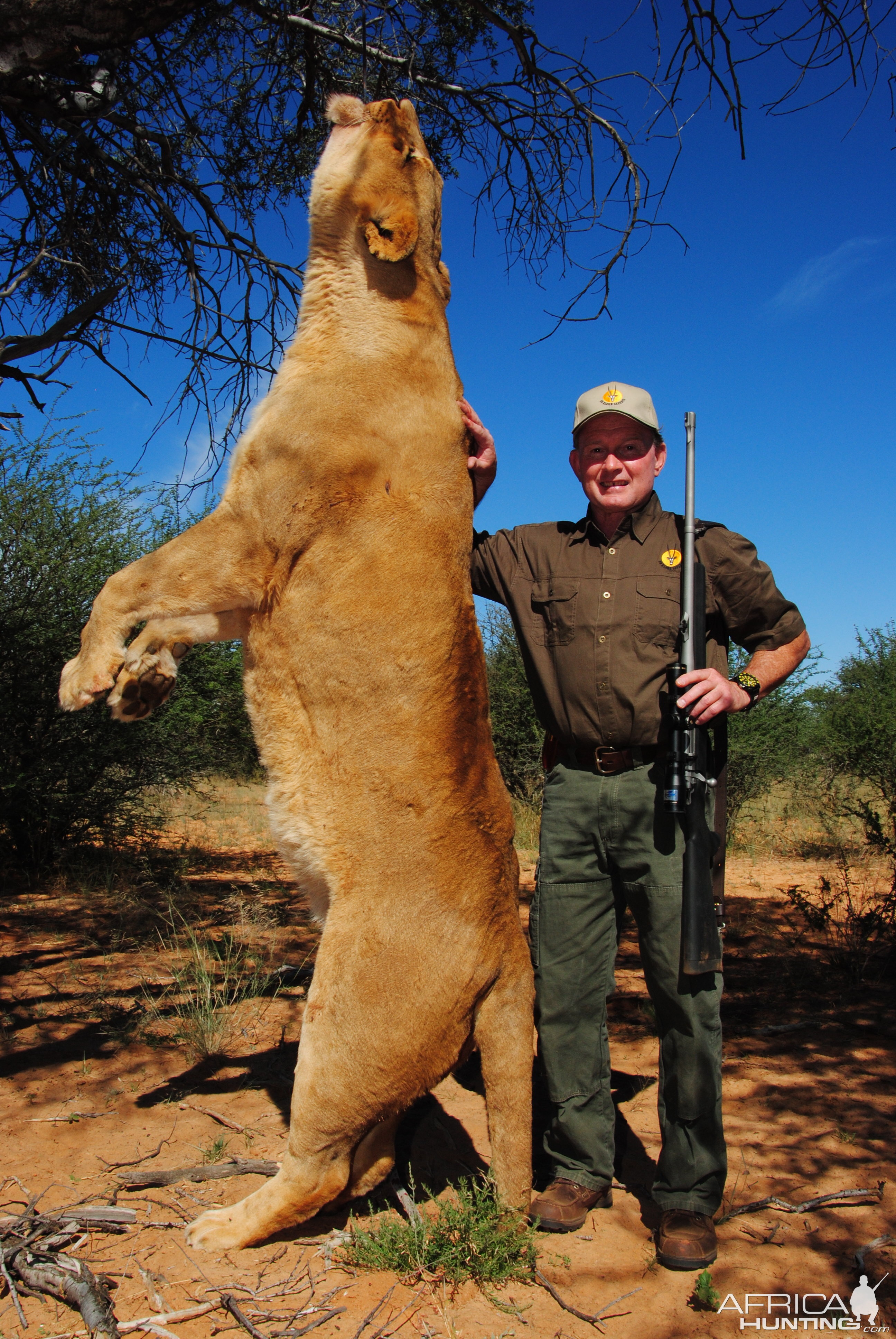 Another monster Lioness