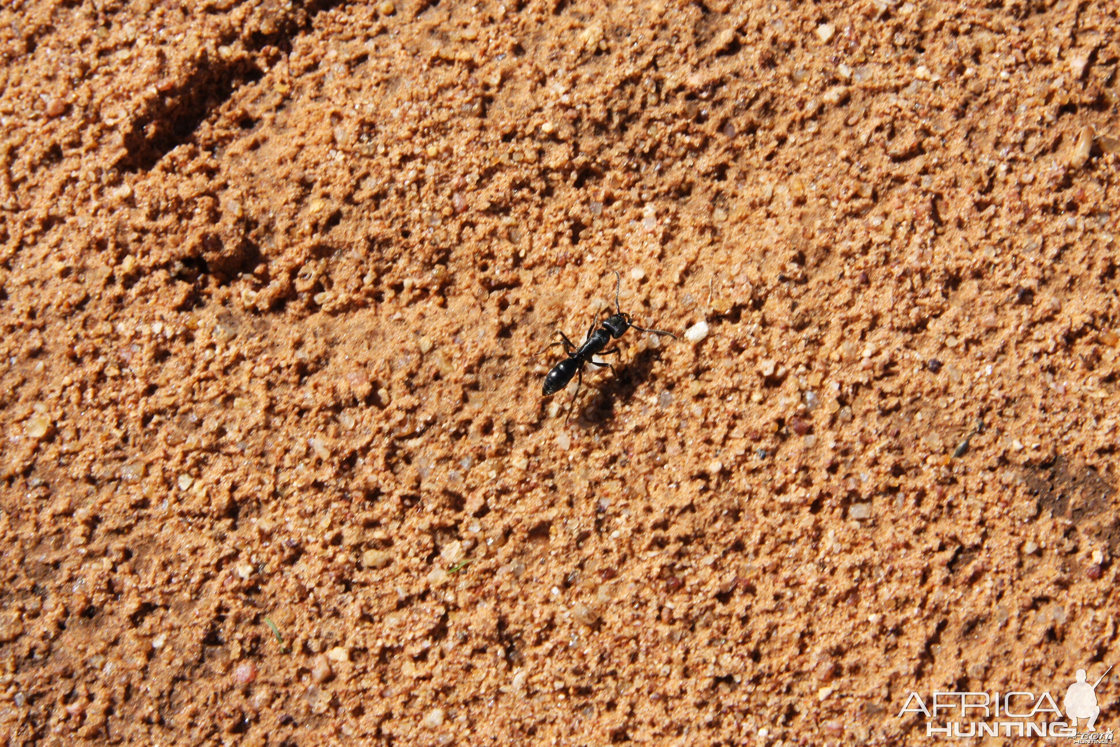 Ant Namibia