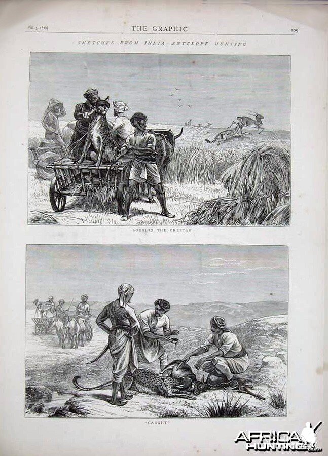Antelope Hunting with Cheetahs, India 1872