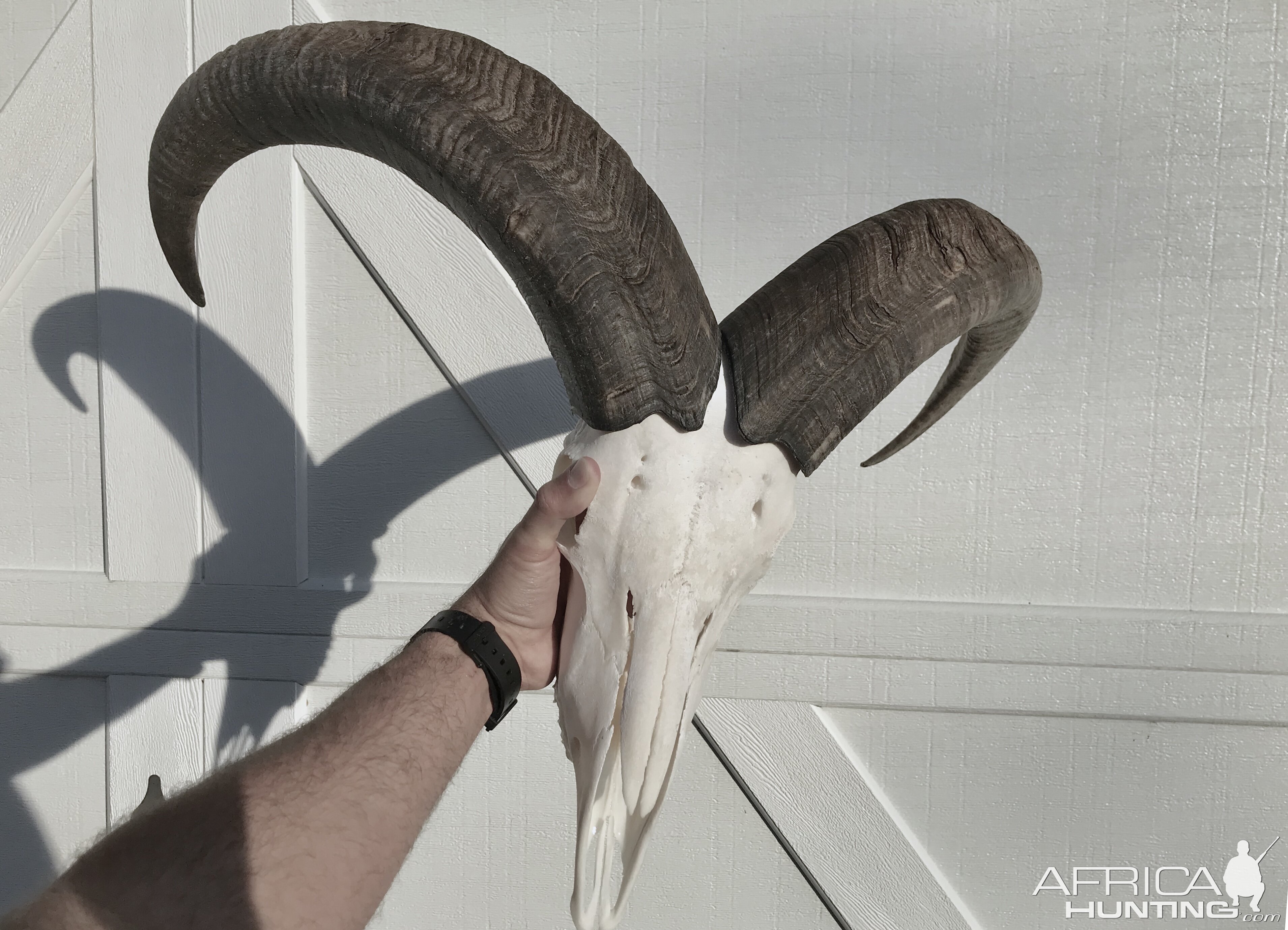 Aoudad European Skull Mount Taxidermy