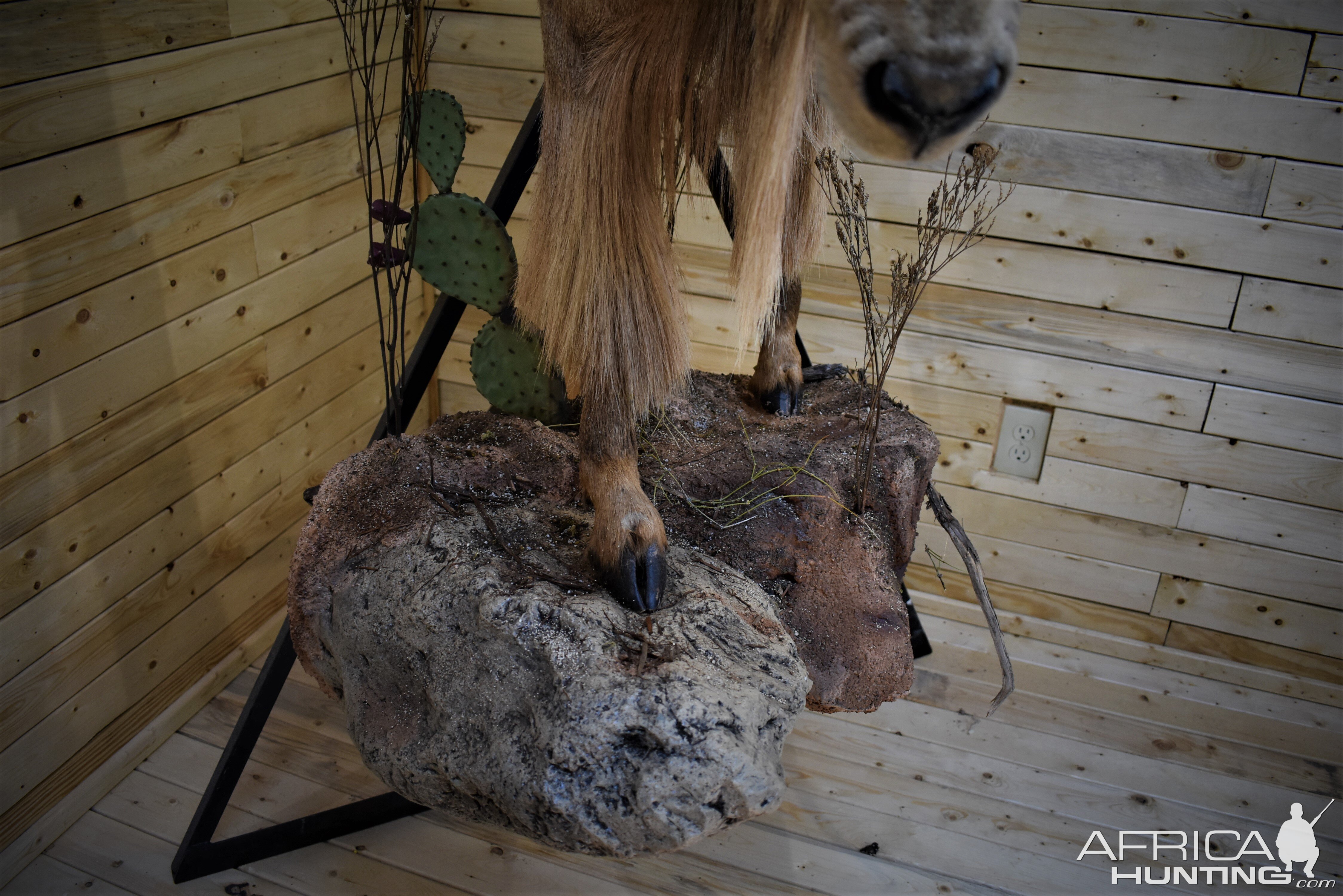 Aoudad Half Body Mount Taxidermy