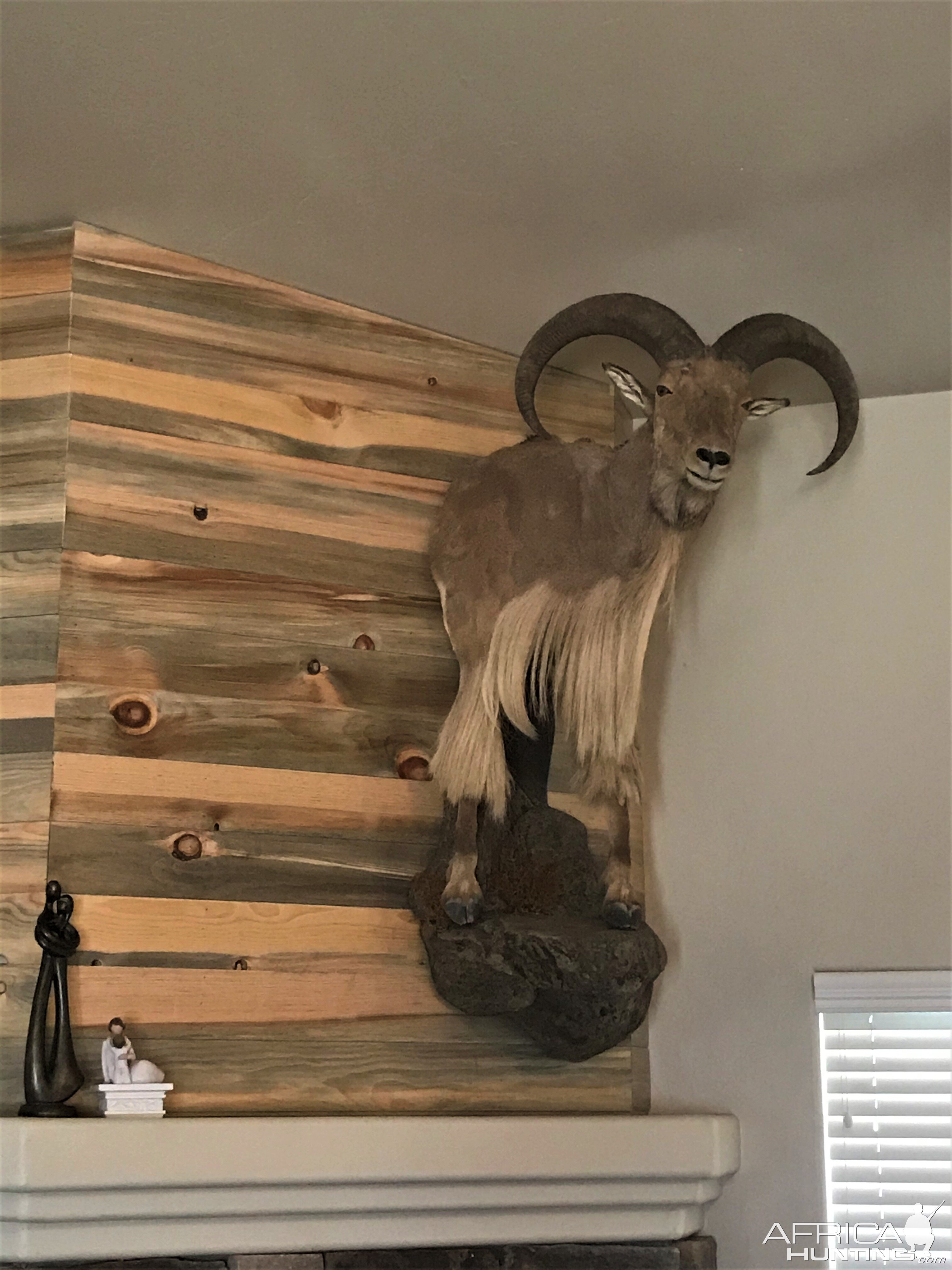 Aoudad Half Mount Taxidermy