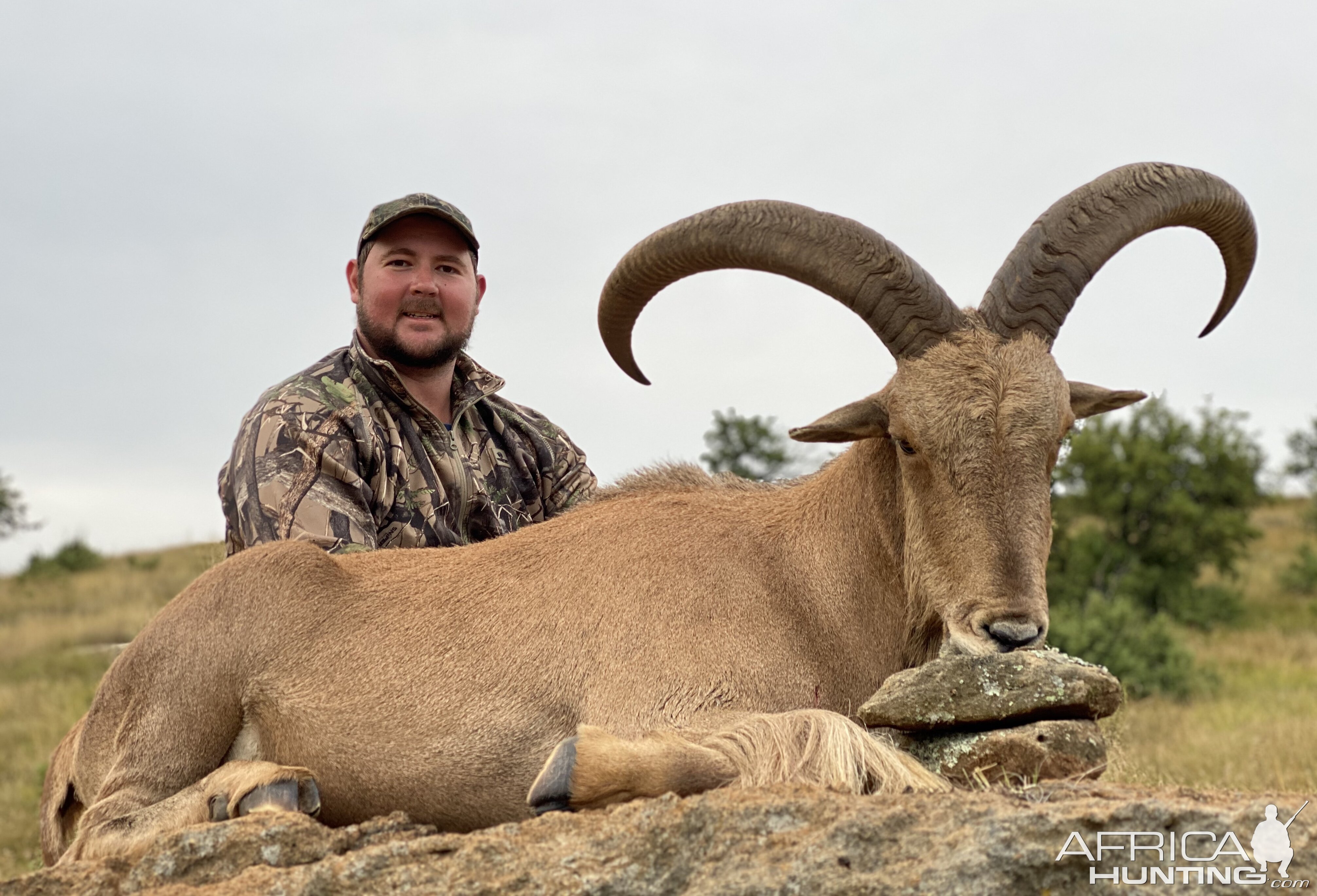 Aoudad Hunt South Africa