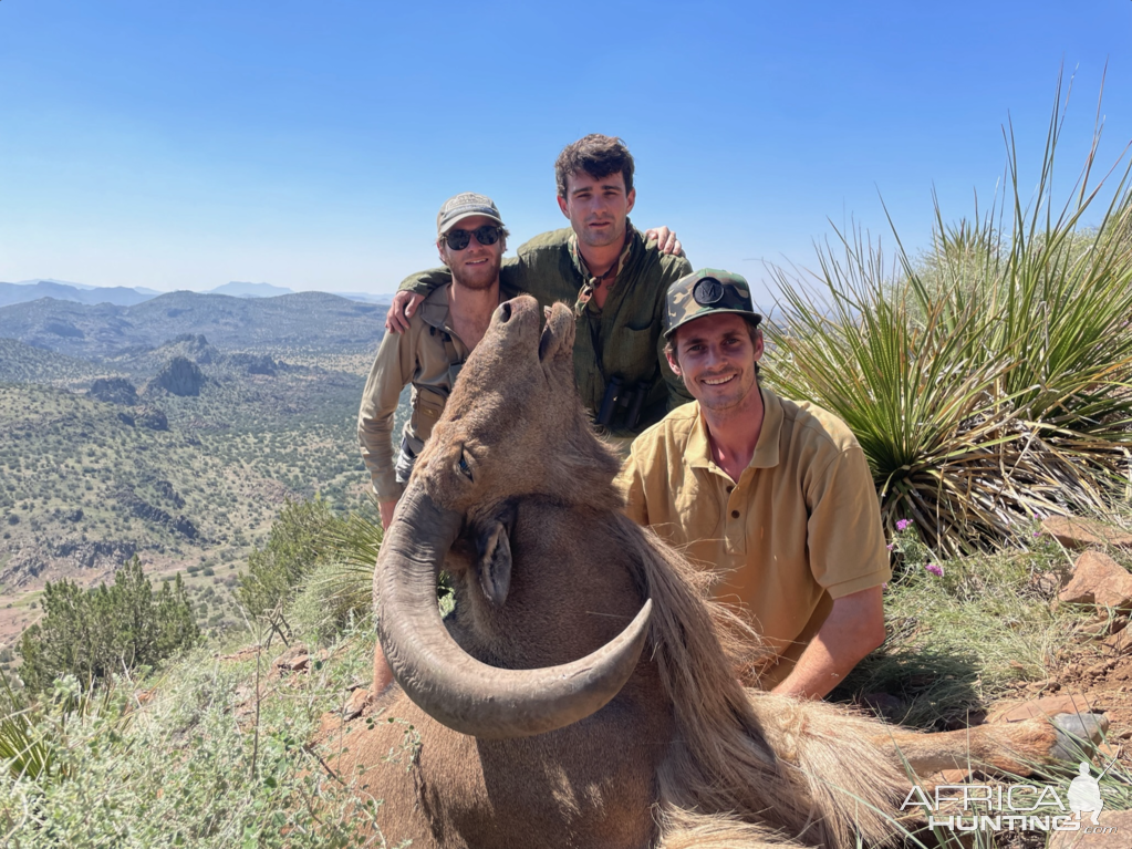 Aoudad Hunt West Texas