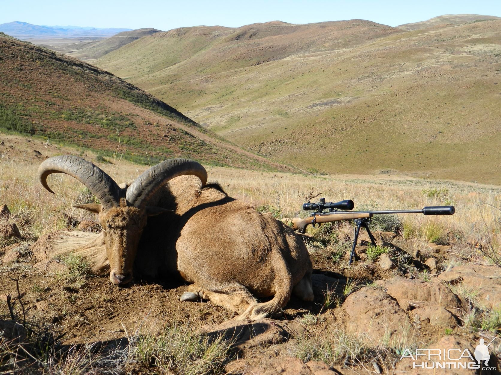 Aoudad Hunting Eastern Cape South Africa | AfricaHunting.com