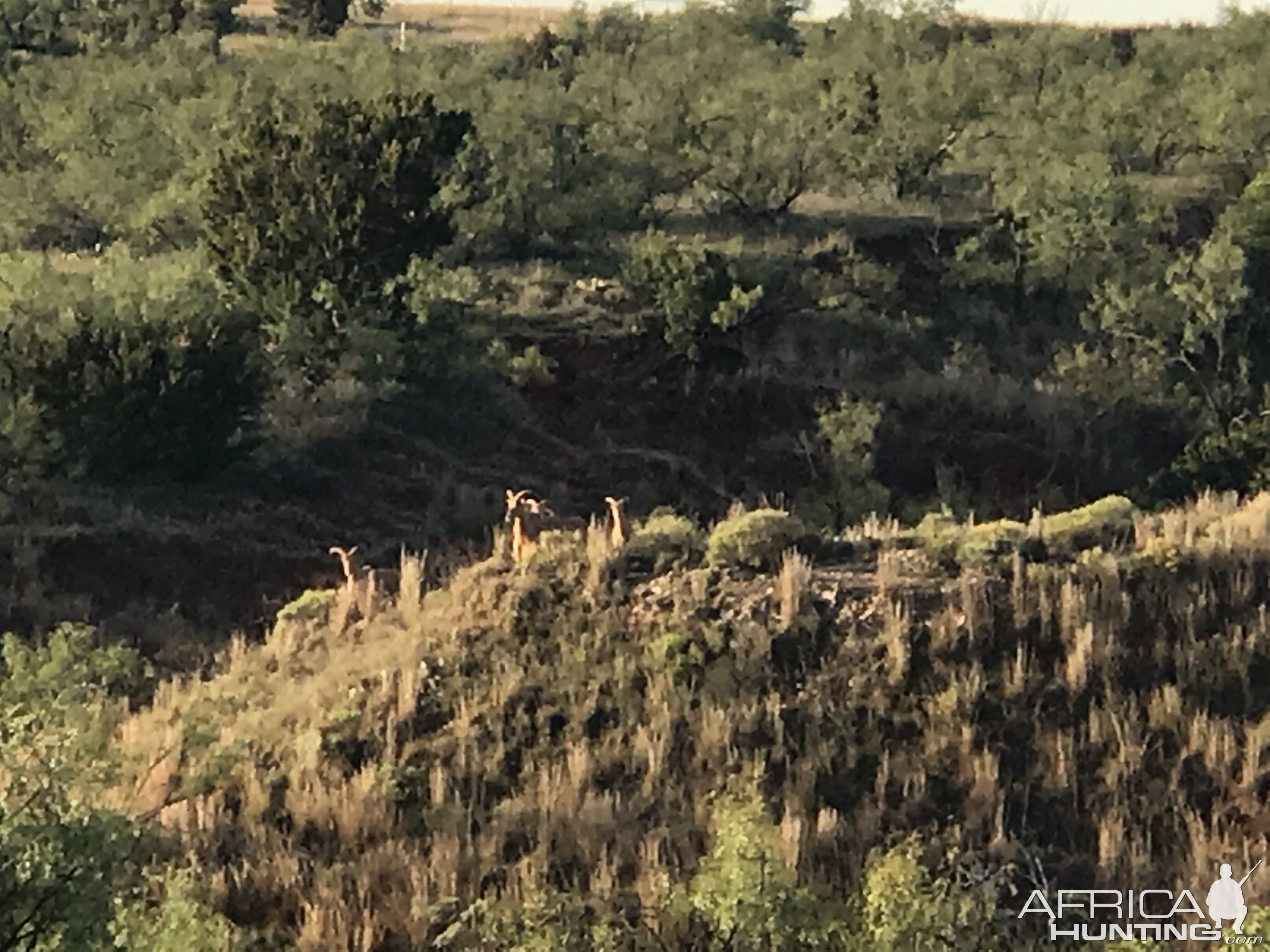 Aoudad in Texas USA