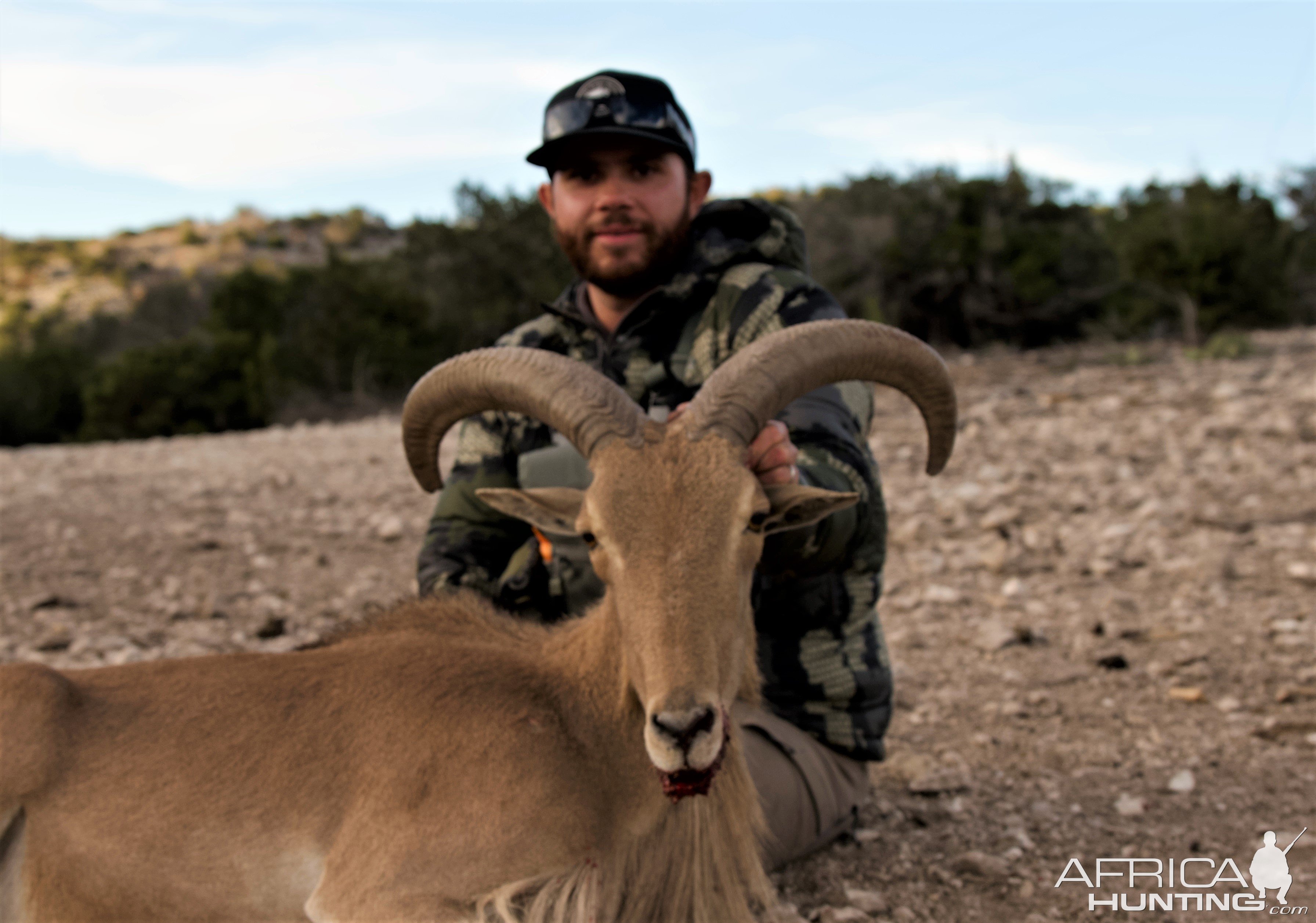 aoudad-sheep-africahunting