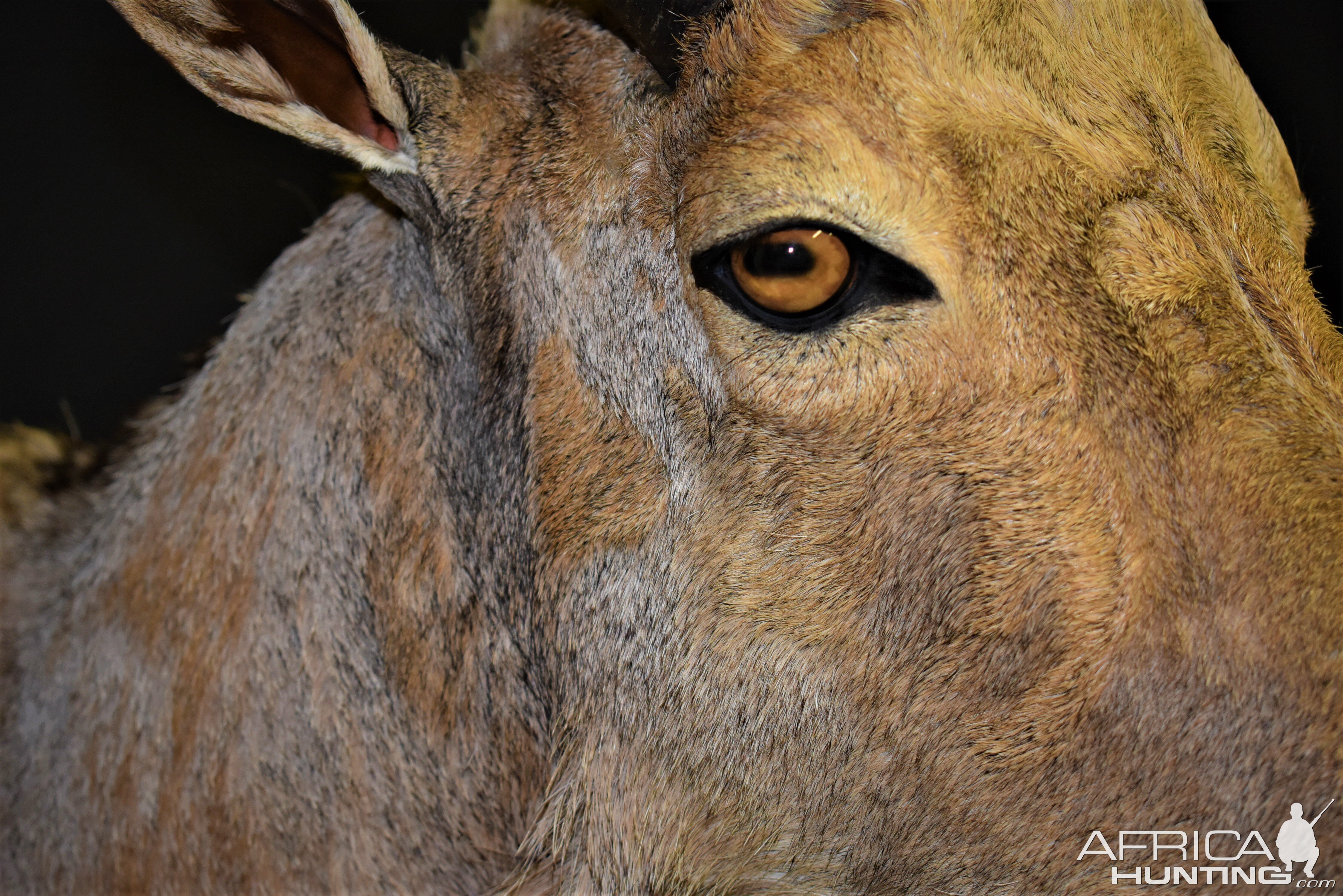 Aoudad Shoulder Mount Taxidermy Close Up