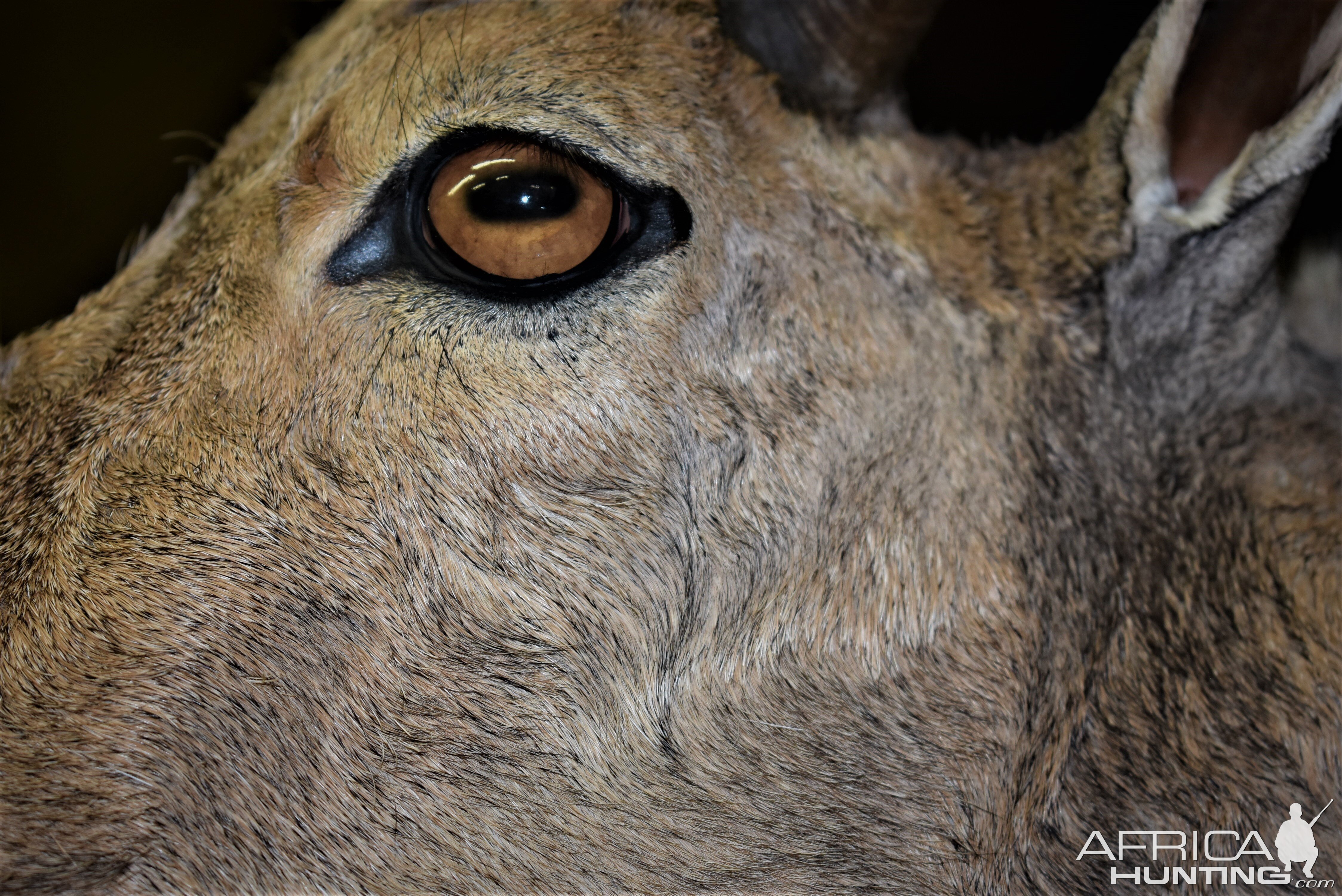 Aoudad Shoulder Mount Taxidermy Close Up