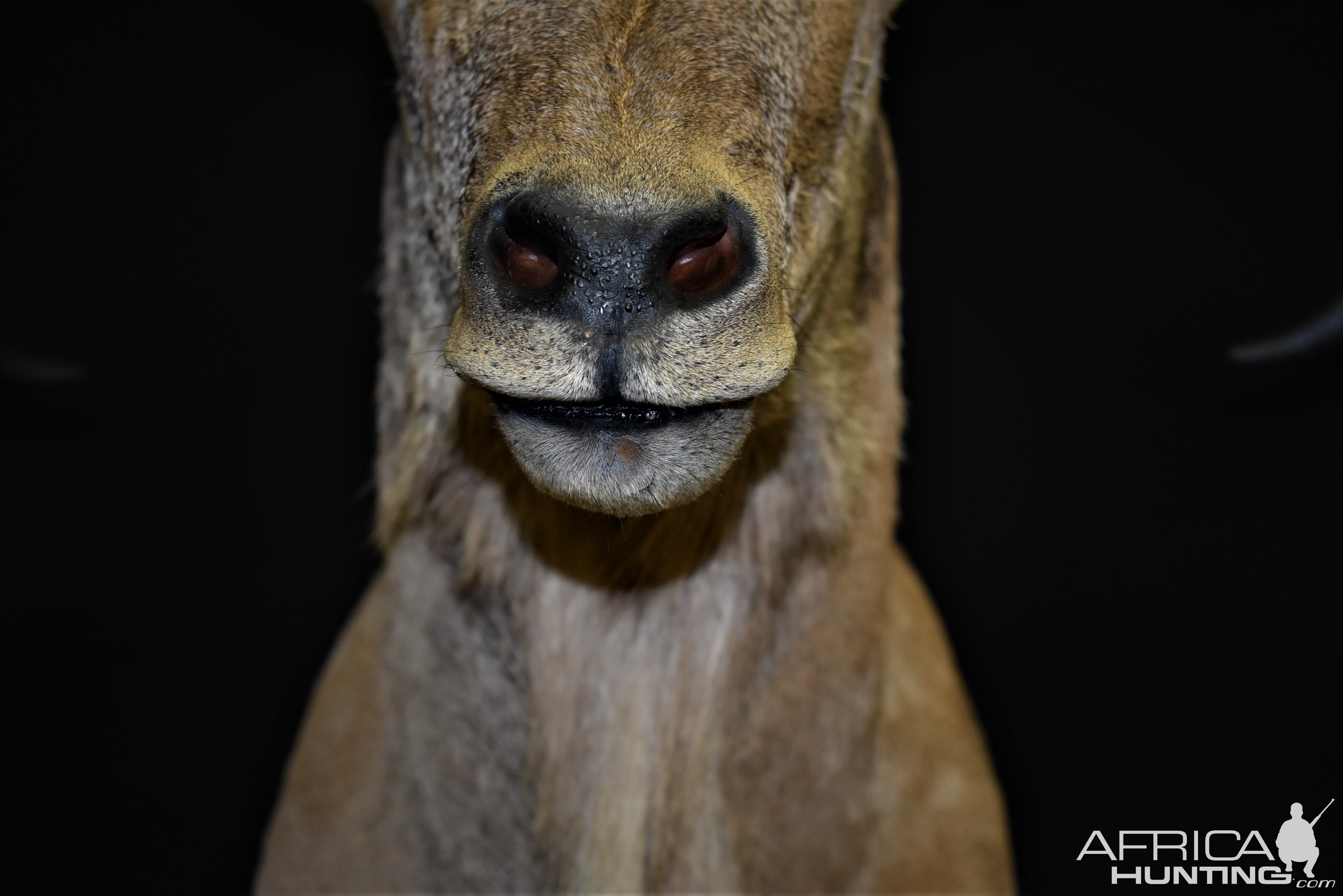 Aoudad Shoulder Mount Taxidermy Close Up