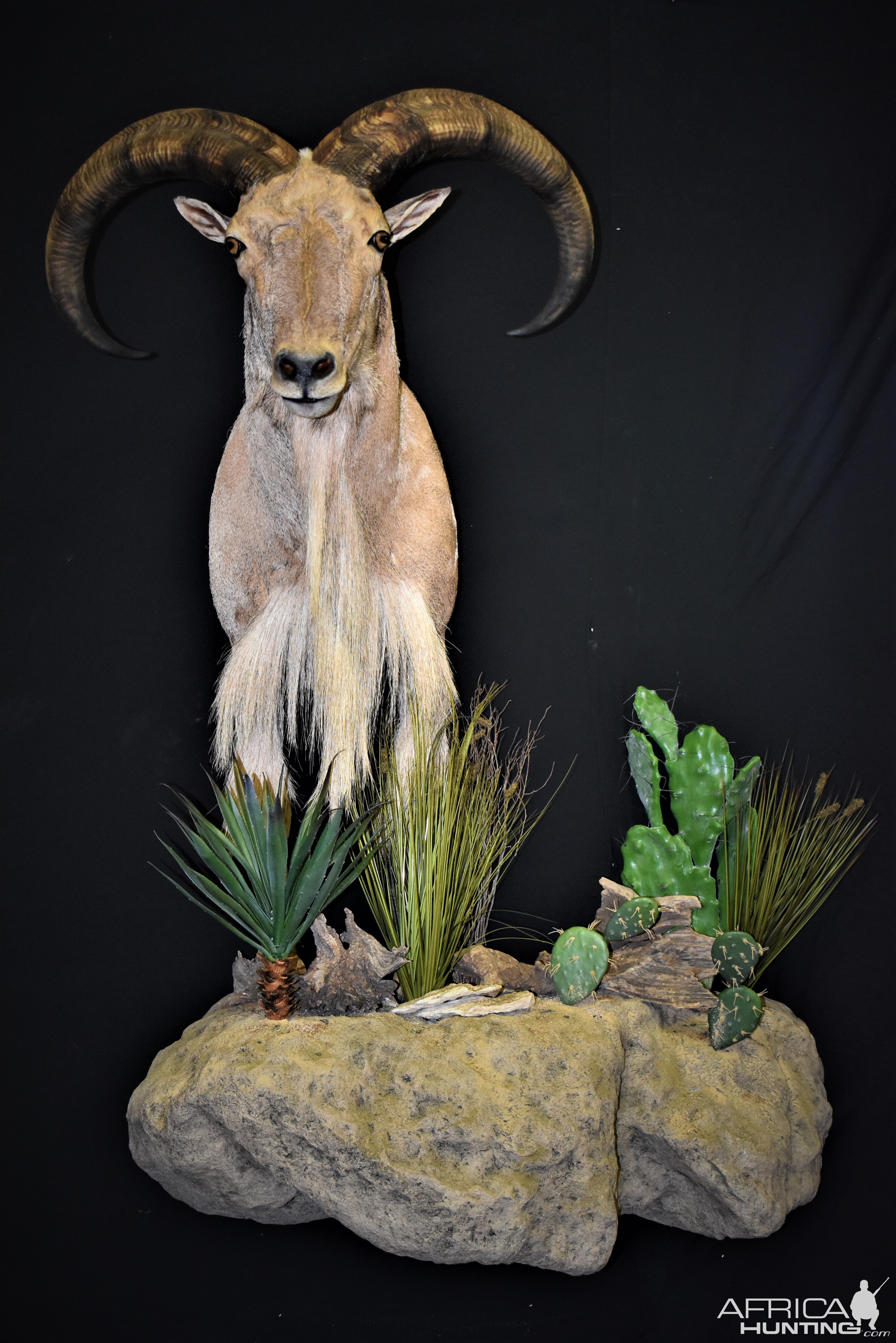 Aoudad Shoulder Mount Taxidermy Close Up