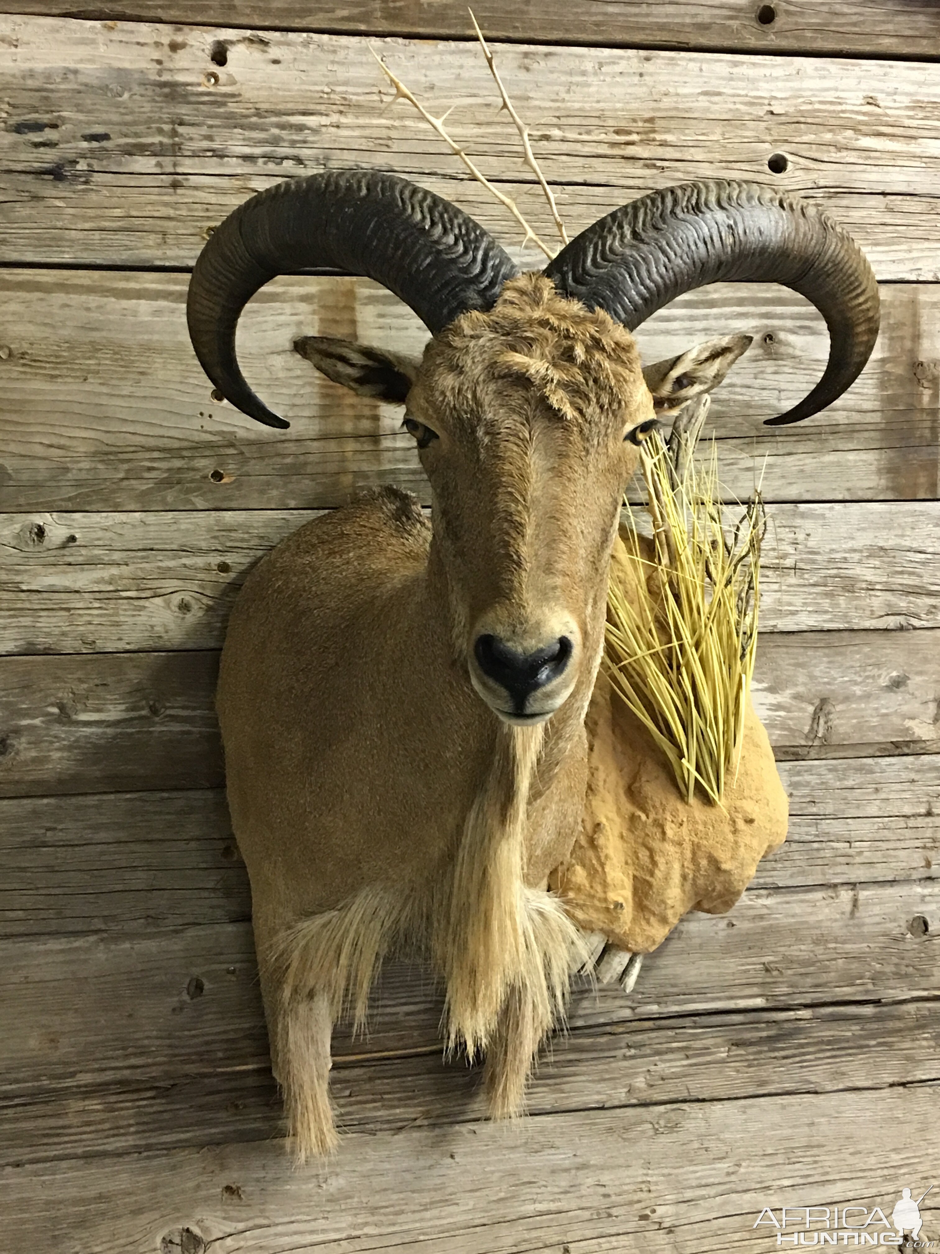 Aoudad Shoulder Mount Taxidermy