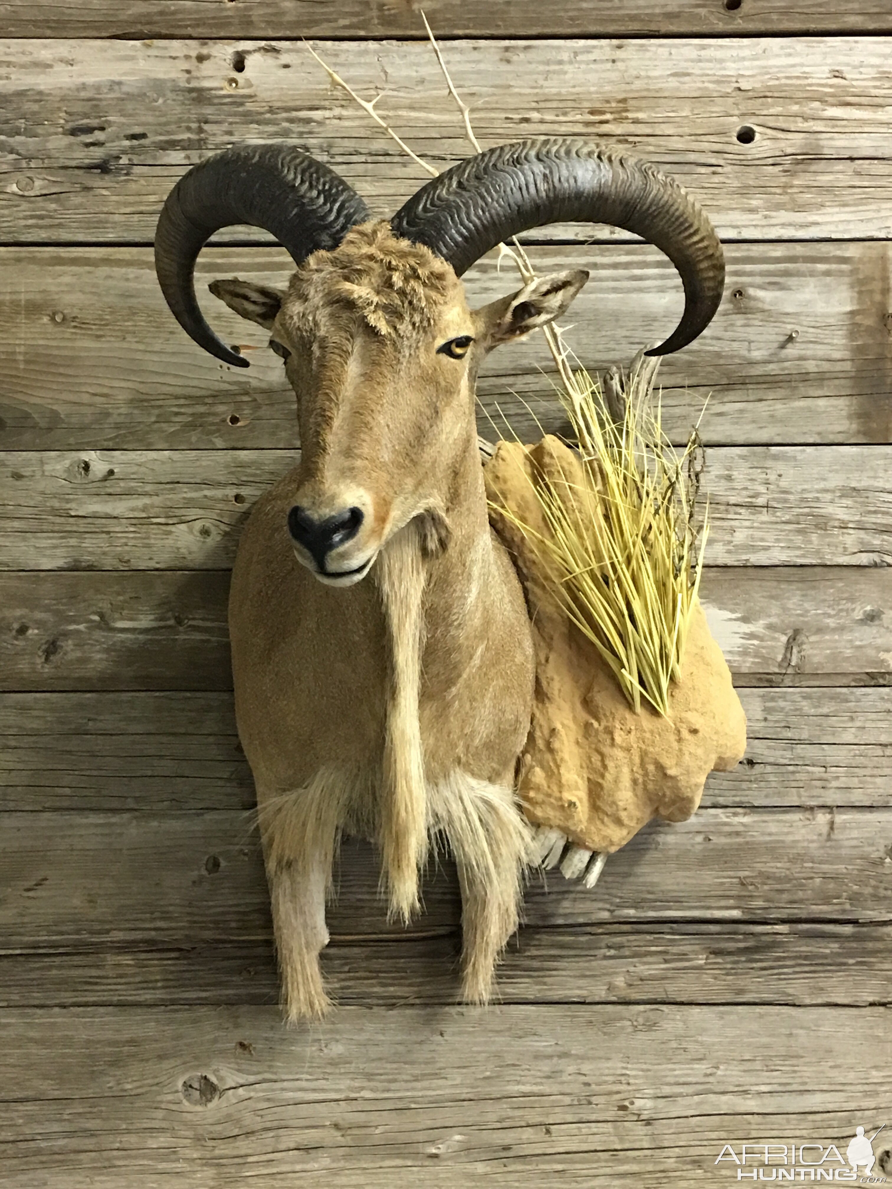 Aoudad Shoulder Mount Taxidermy