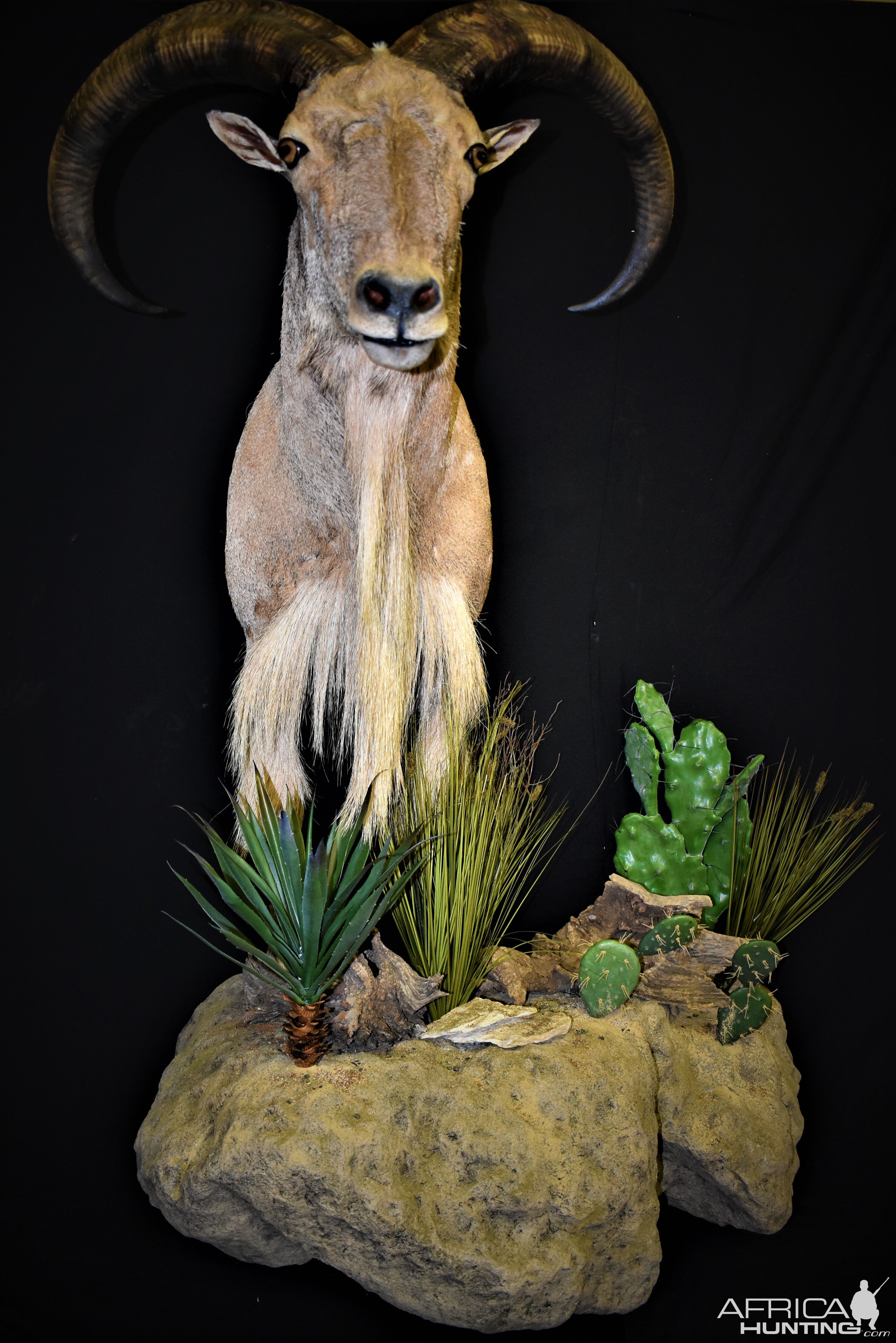 Aoudad Shoulder Mount Taxidermy