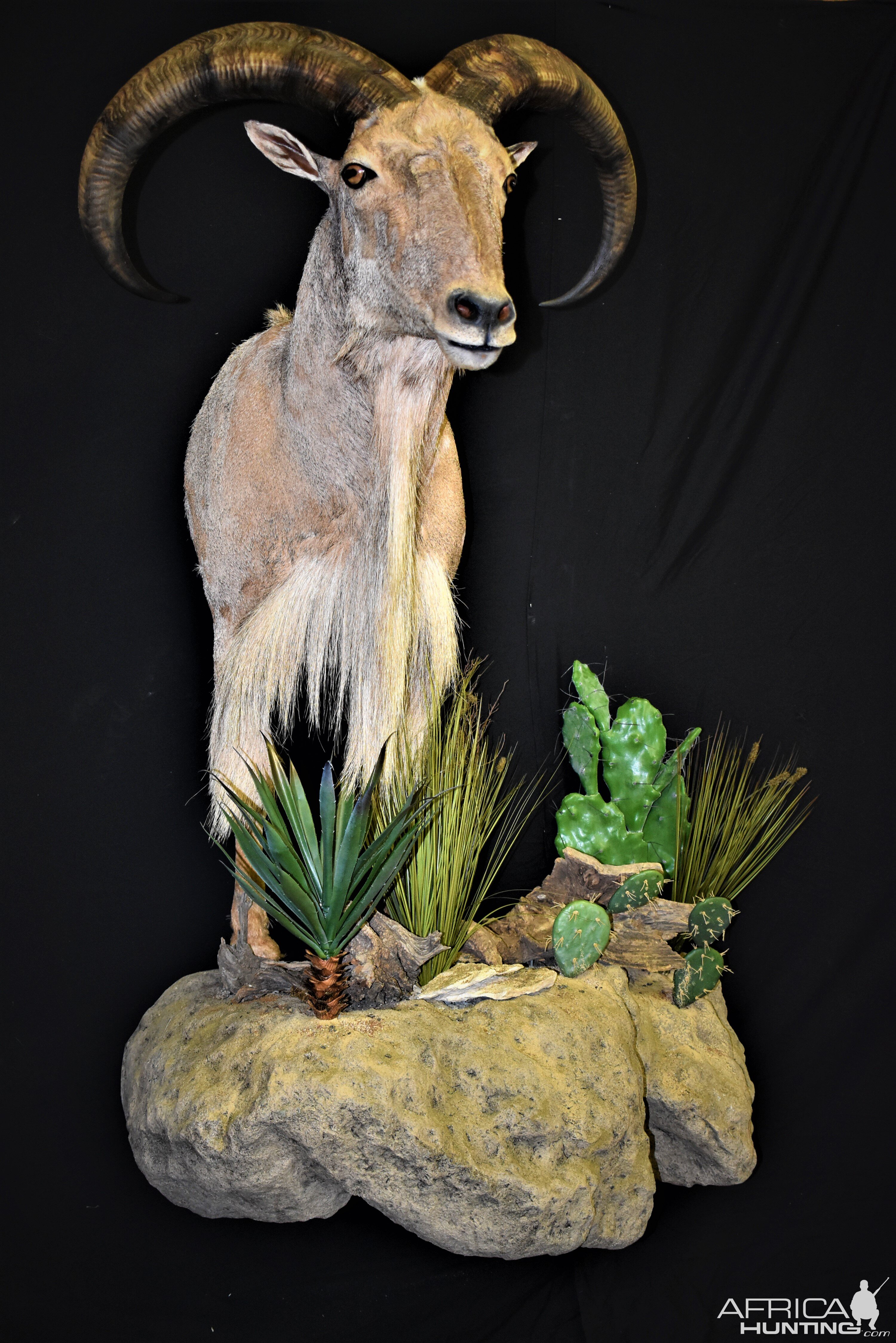 Aoudad Shoulder Mount Taxidermy