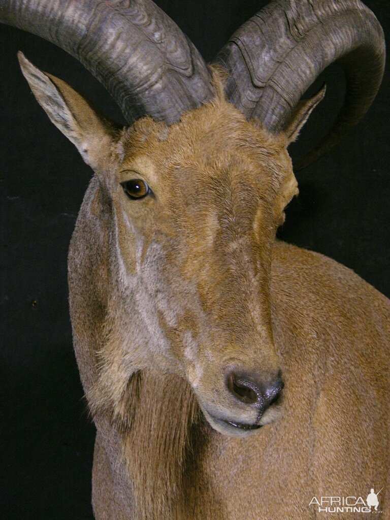 Aoudad Shoulder Mount Taxidermy