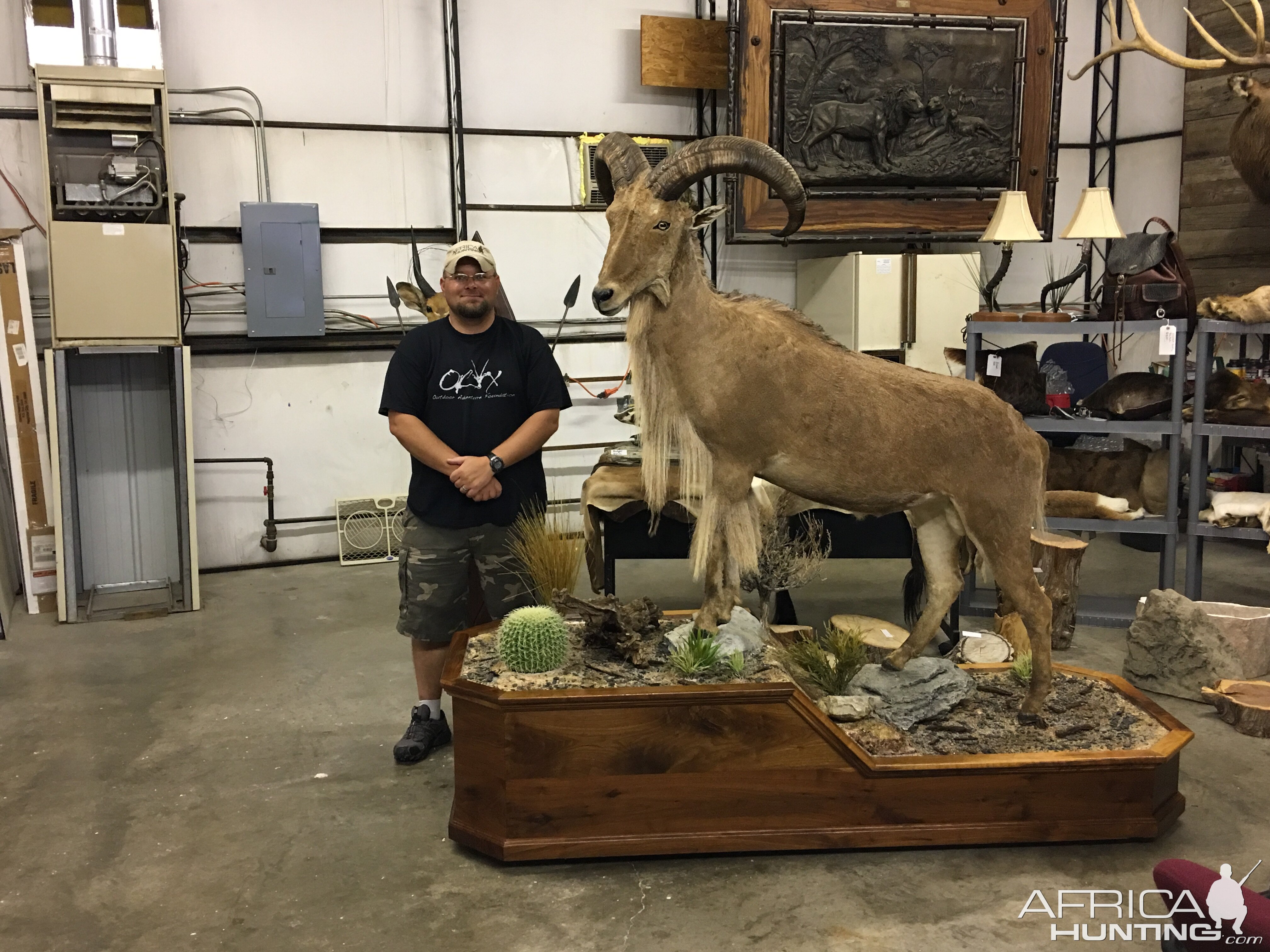 Aoudad Taxidermy Full Mount