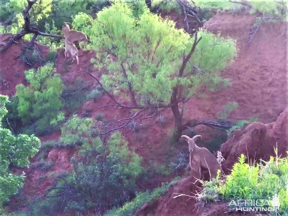 Aoudad Texas USA