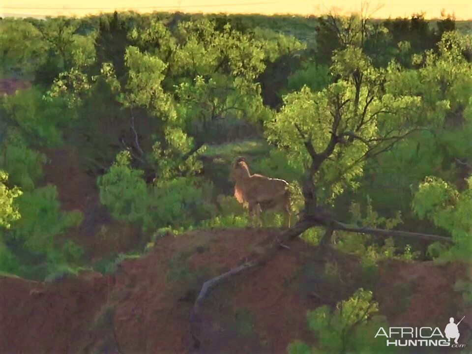 Aoudad Texas USA