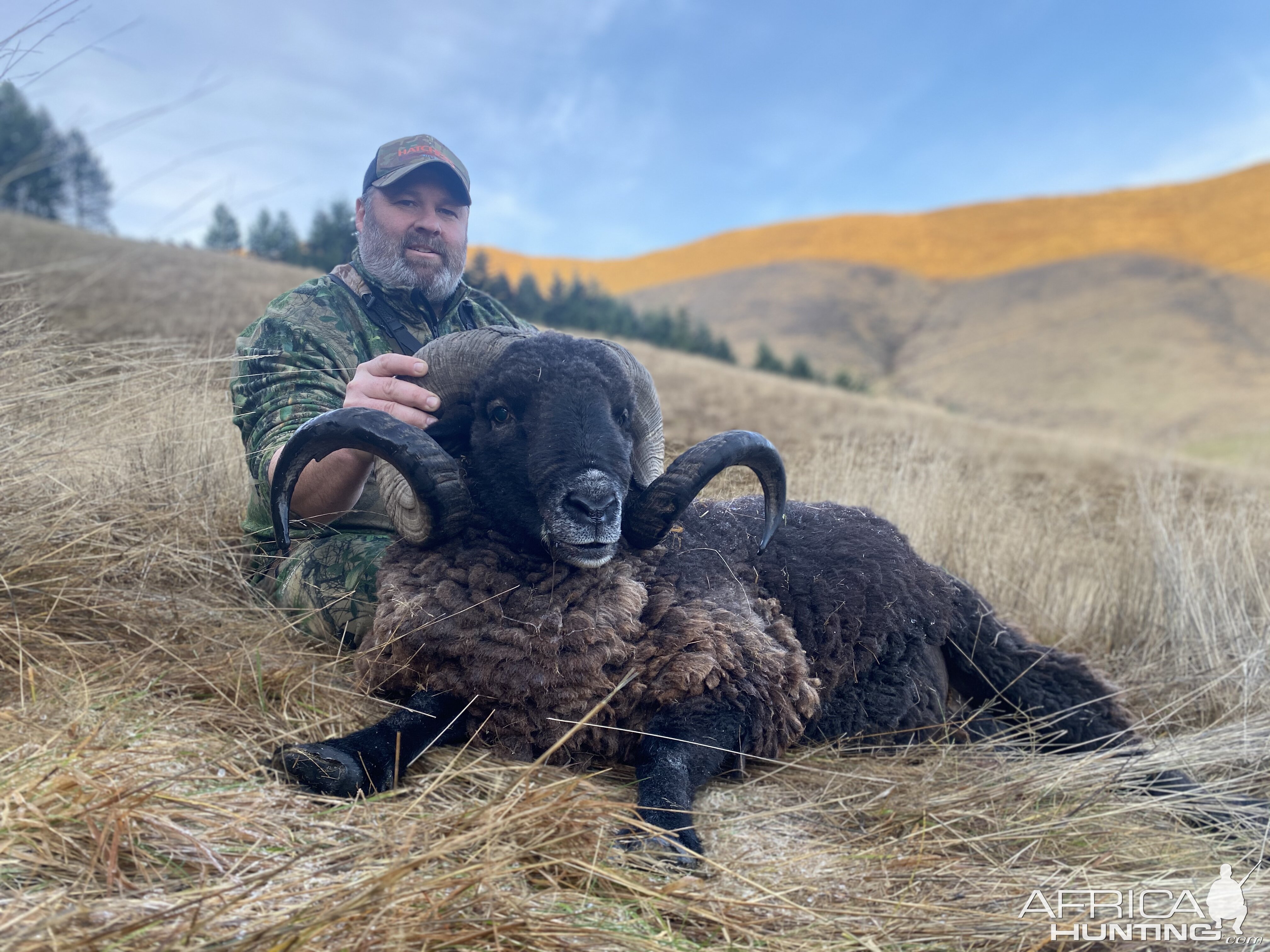 Arapawa Ram Hunt New Zealand