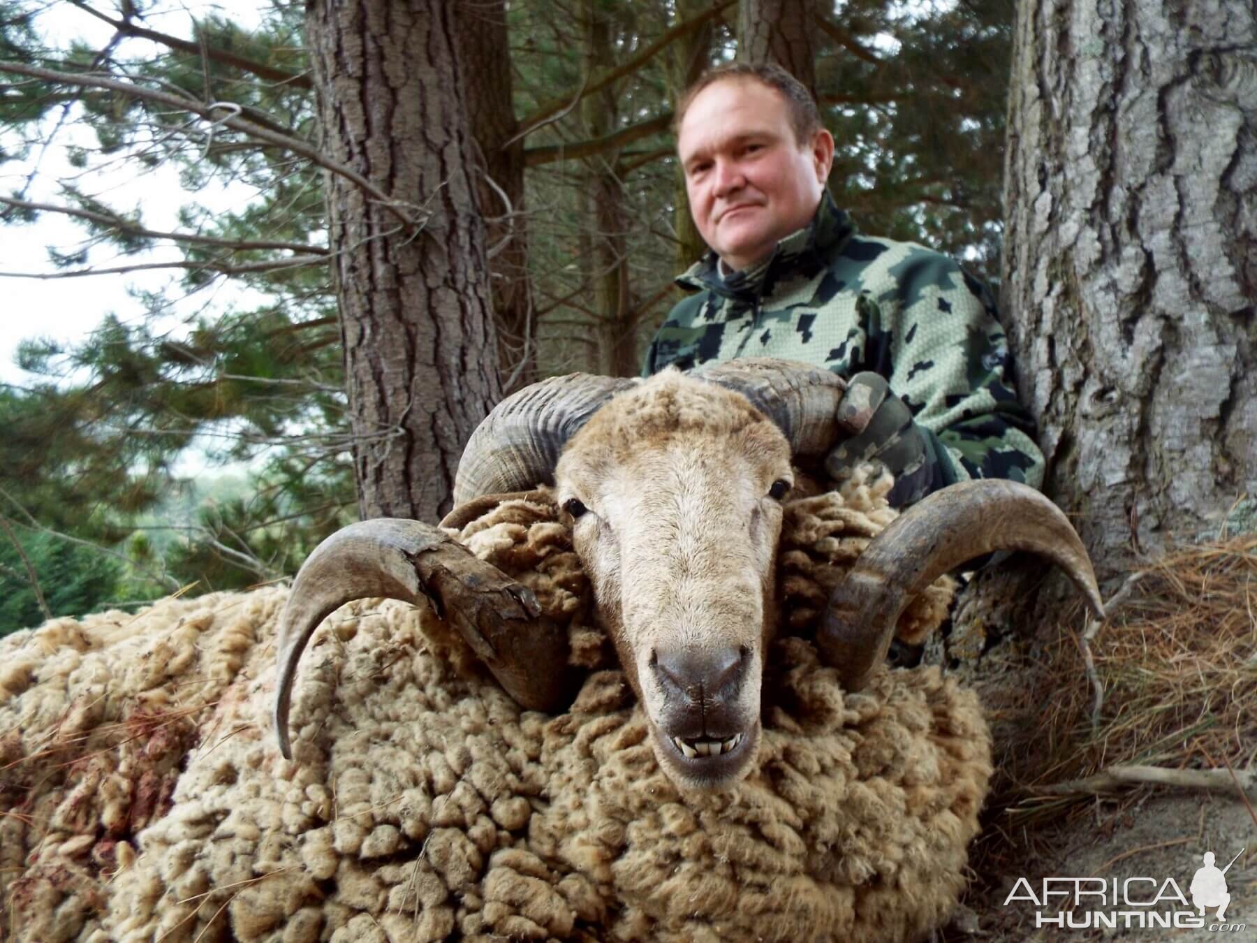 Arapawa Ram Hunt New Zealand