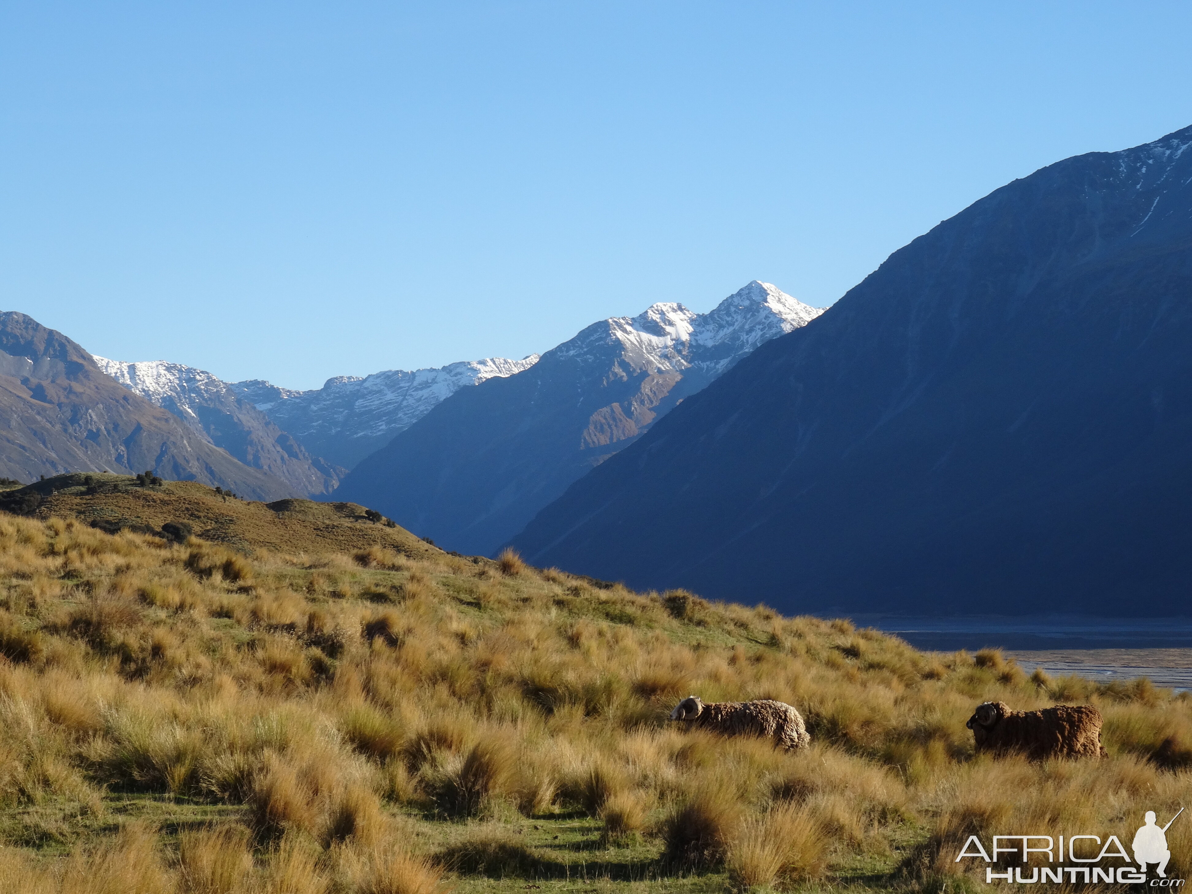 Arapawa Sheep New Zealand