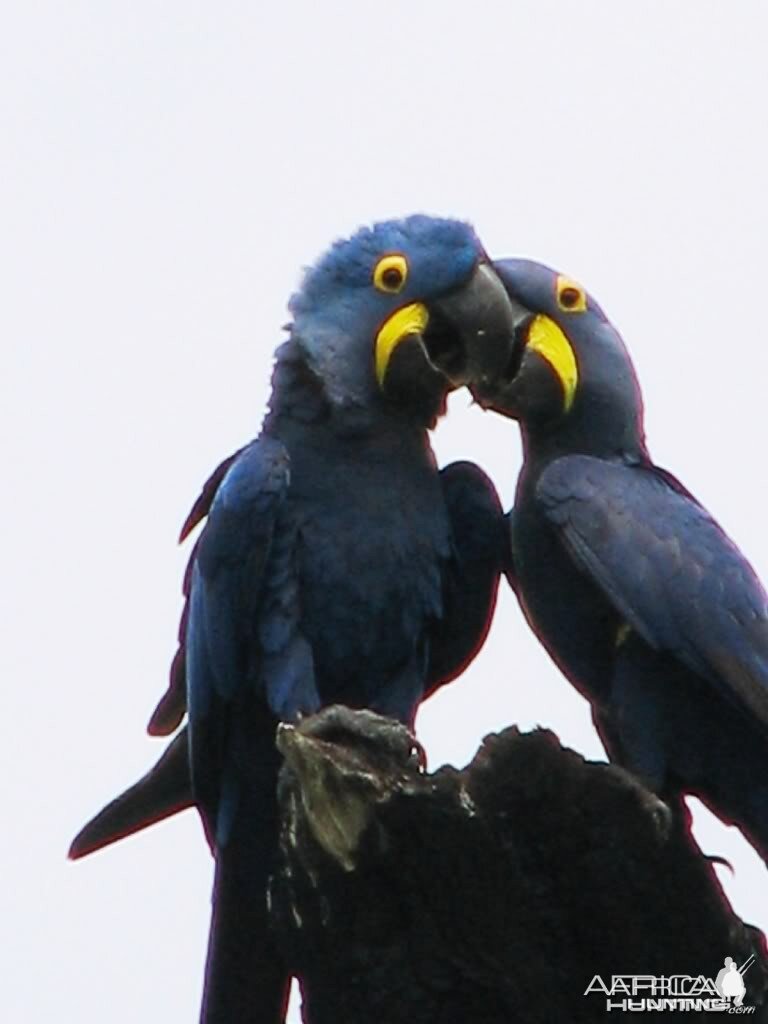 Arara Azul in Brazil