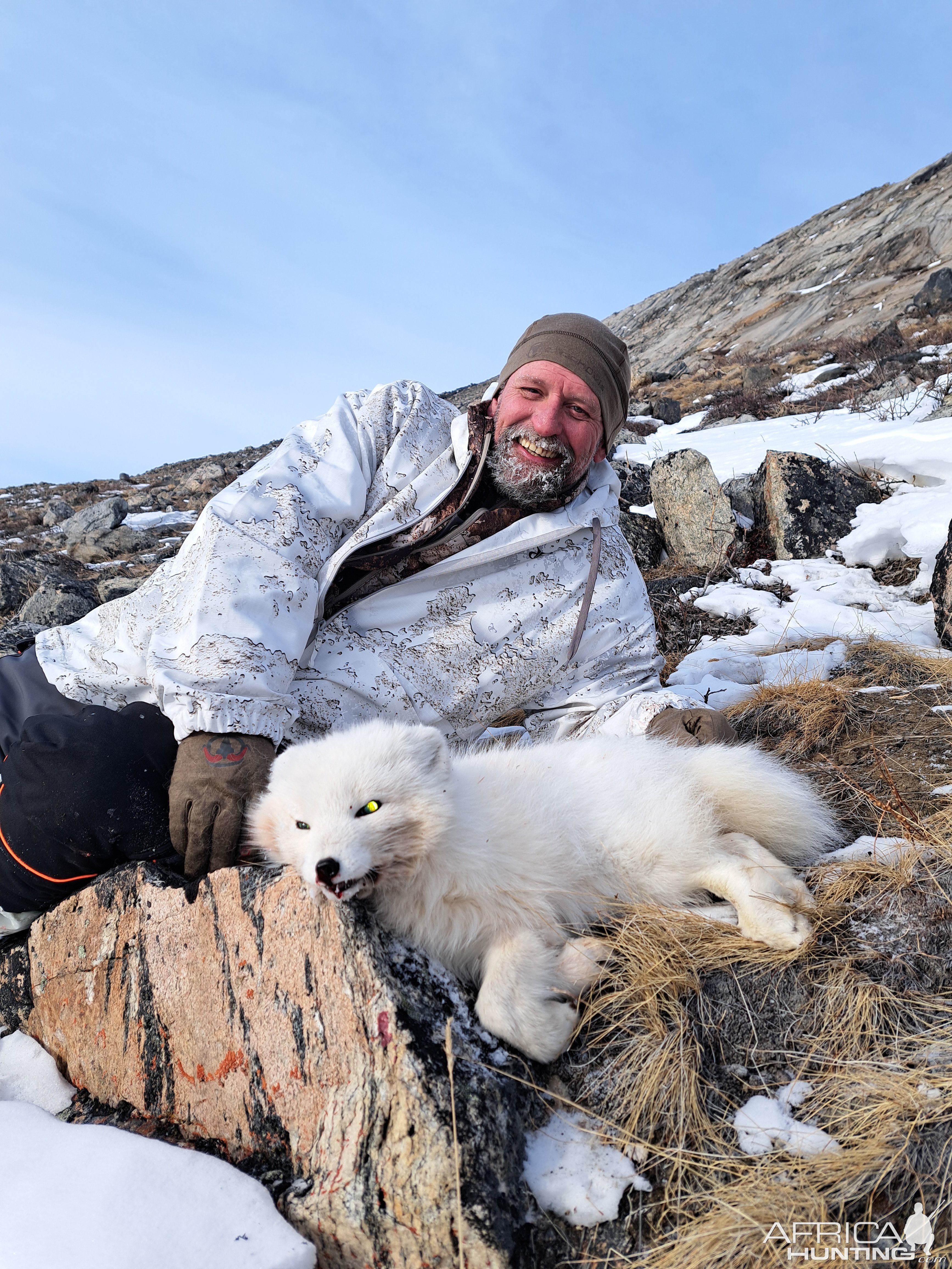 Arctic Fox Hunt Greenland