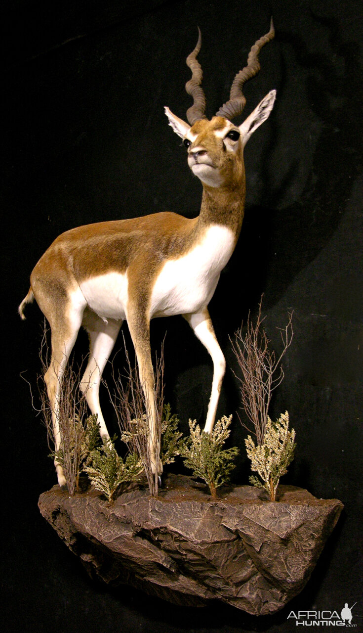 Argentina Blackbuck Antelope Full Mount Taxidermy