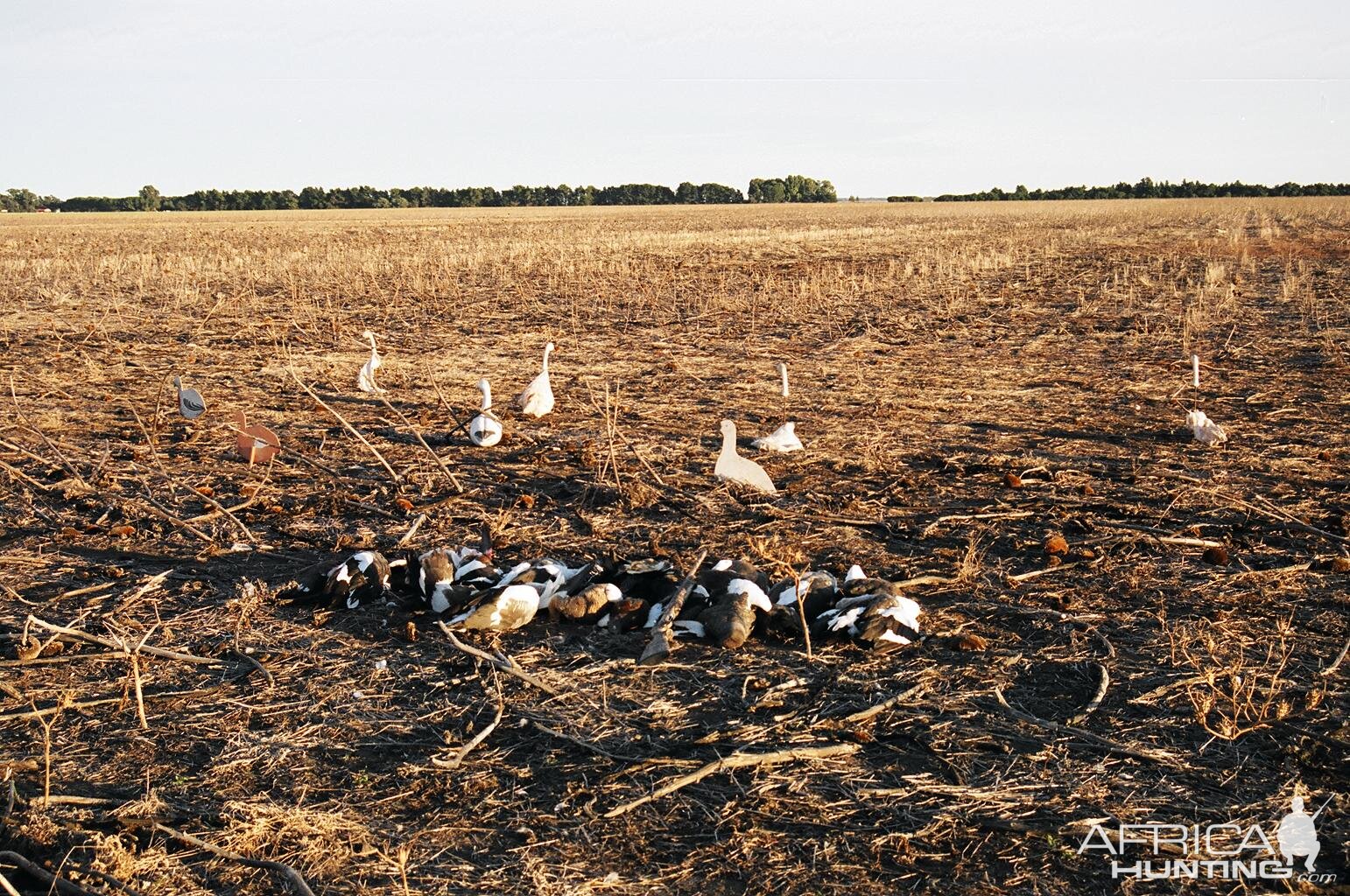 Argentina Duck Hunt