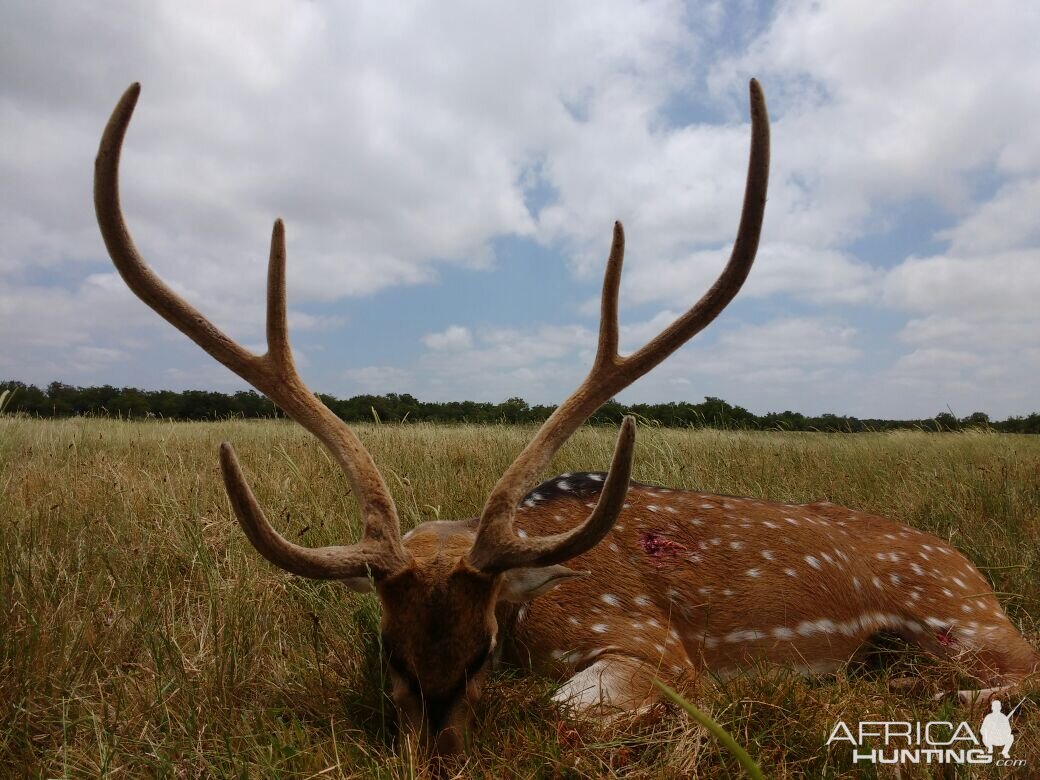 Argentina Hunt Axis Deer