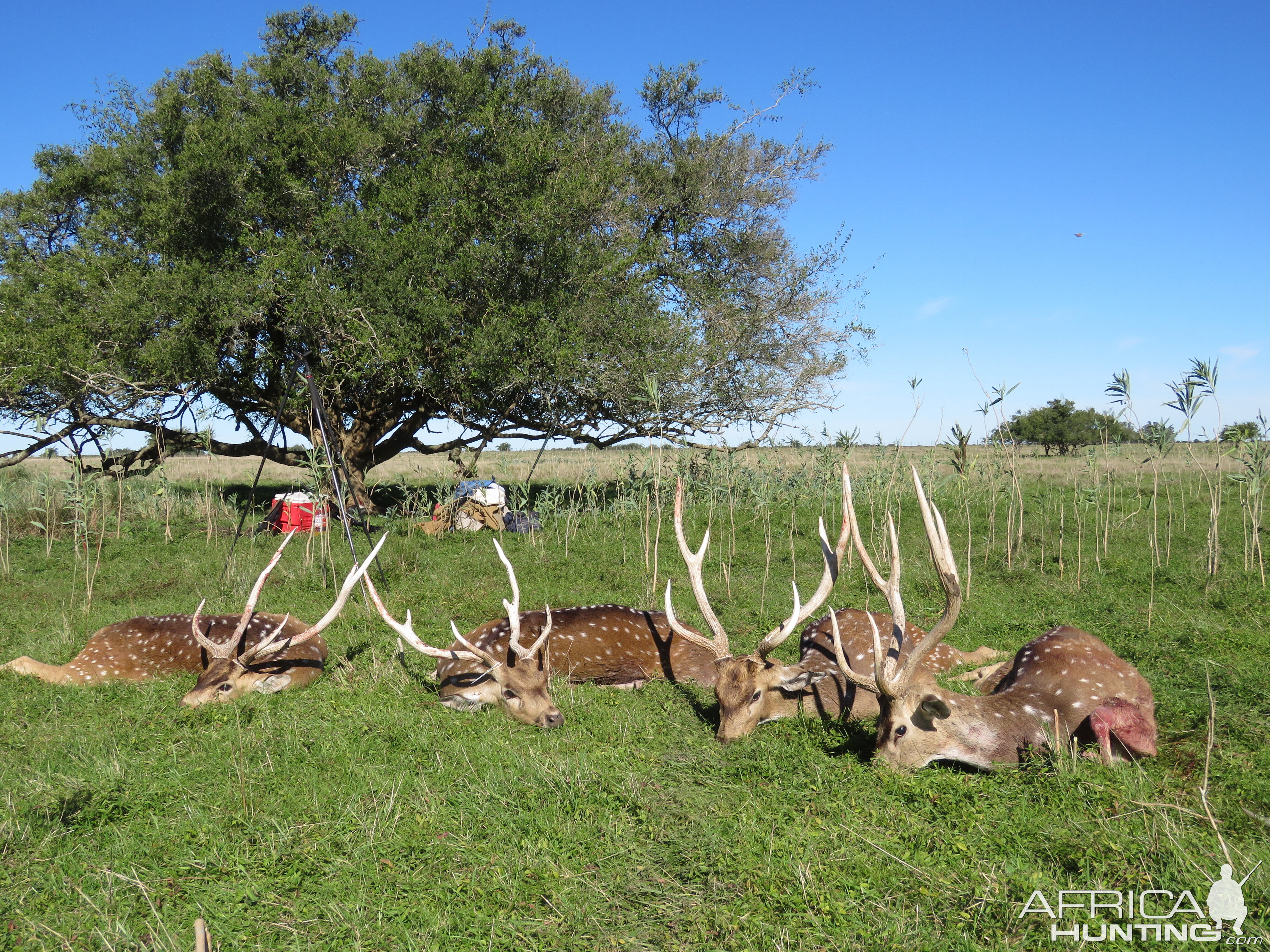 Argentina Hunt Axis Deer